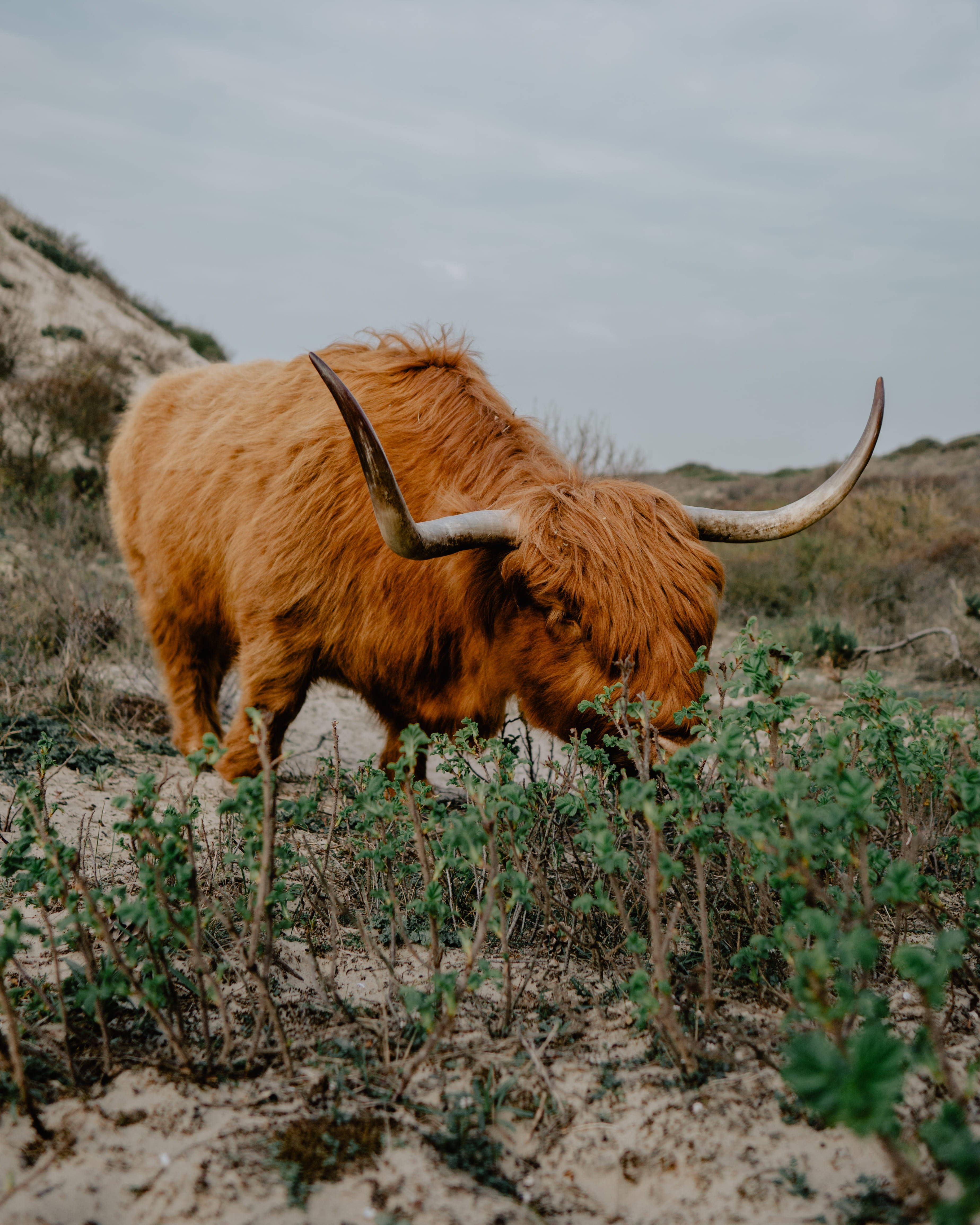 Highland cow, long curved horns, green shrubs, 4K Phone Wallpaper