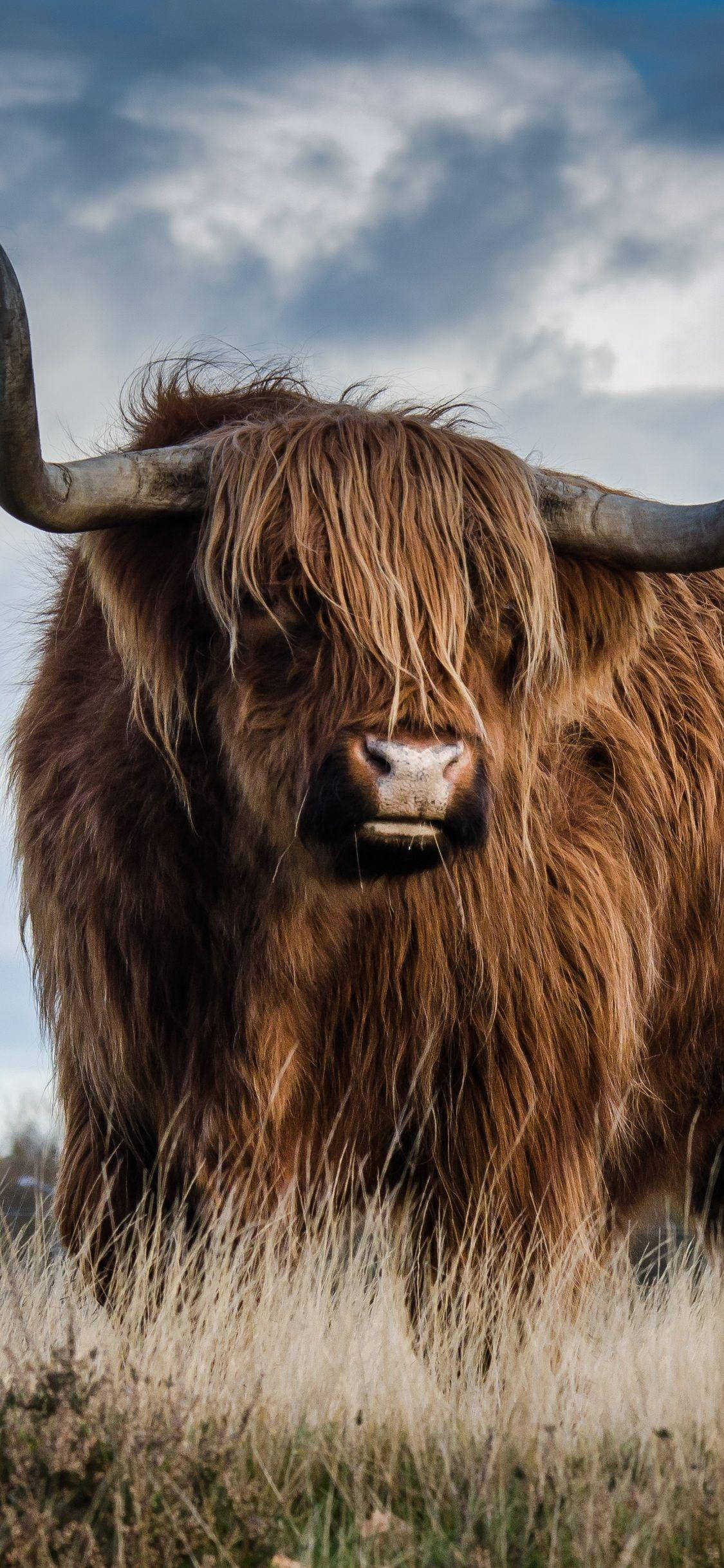 Highland cow, long shaggy brown fur, curved horns, Full HD Phone Wallpaper