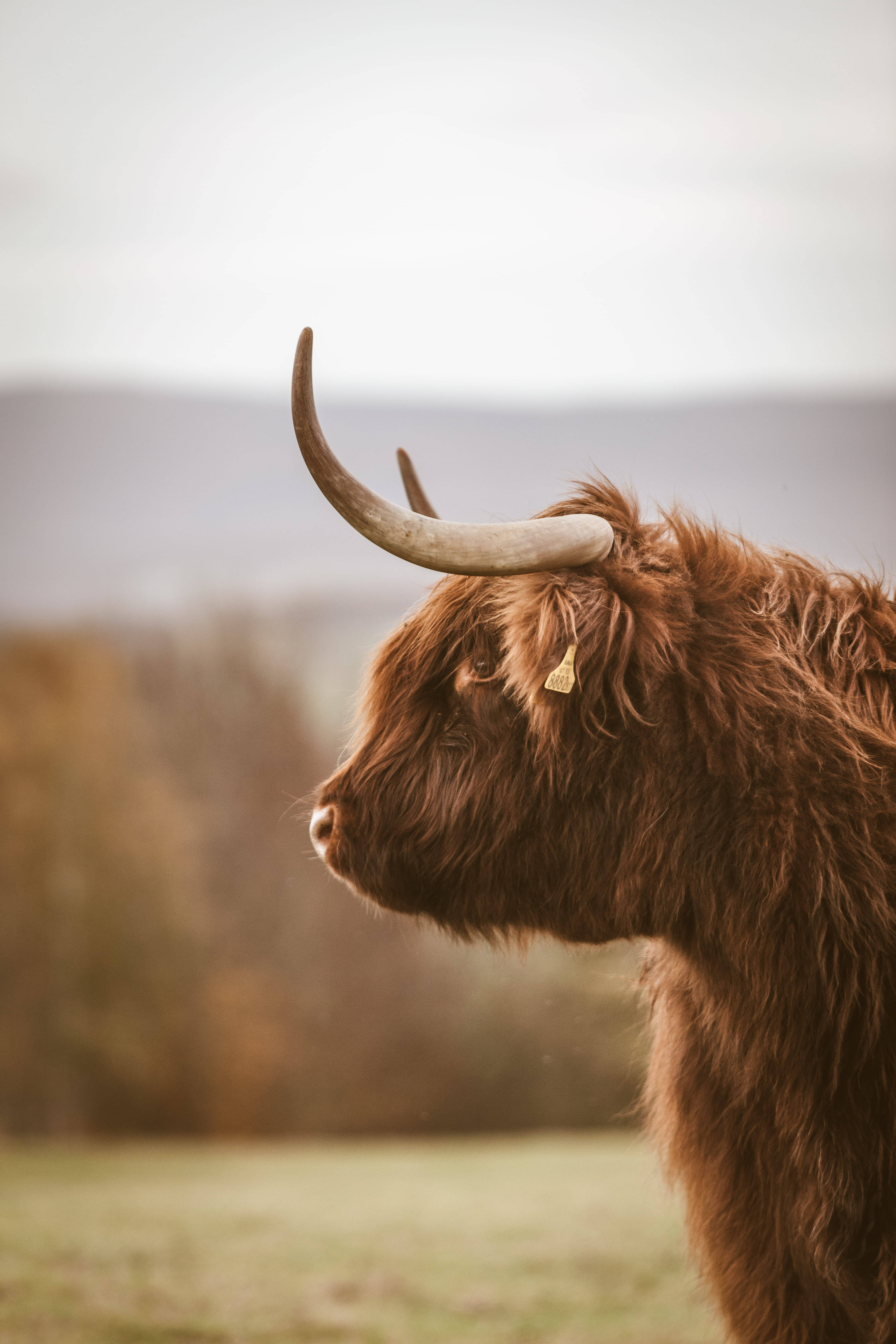 Highland cow, long shaggy brown fur, curved horns, 5K Phone Wallpaper