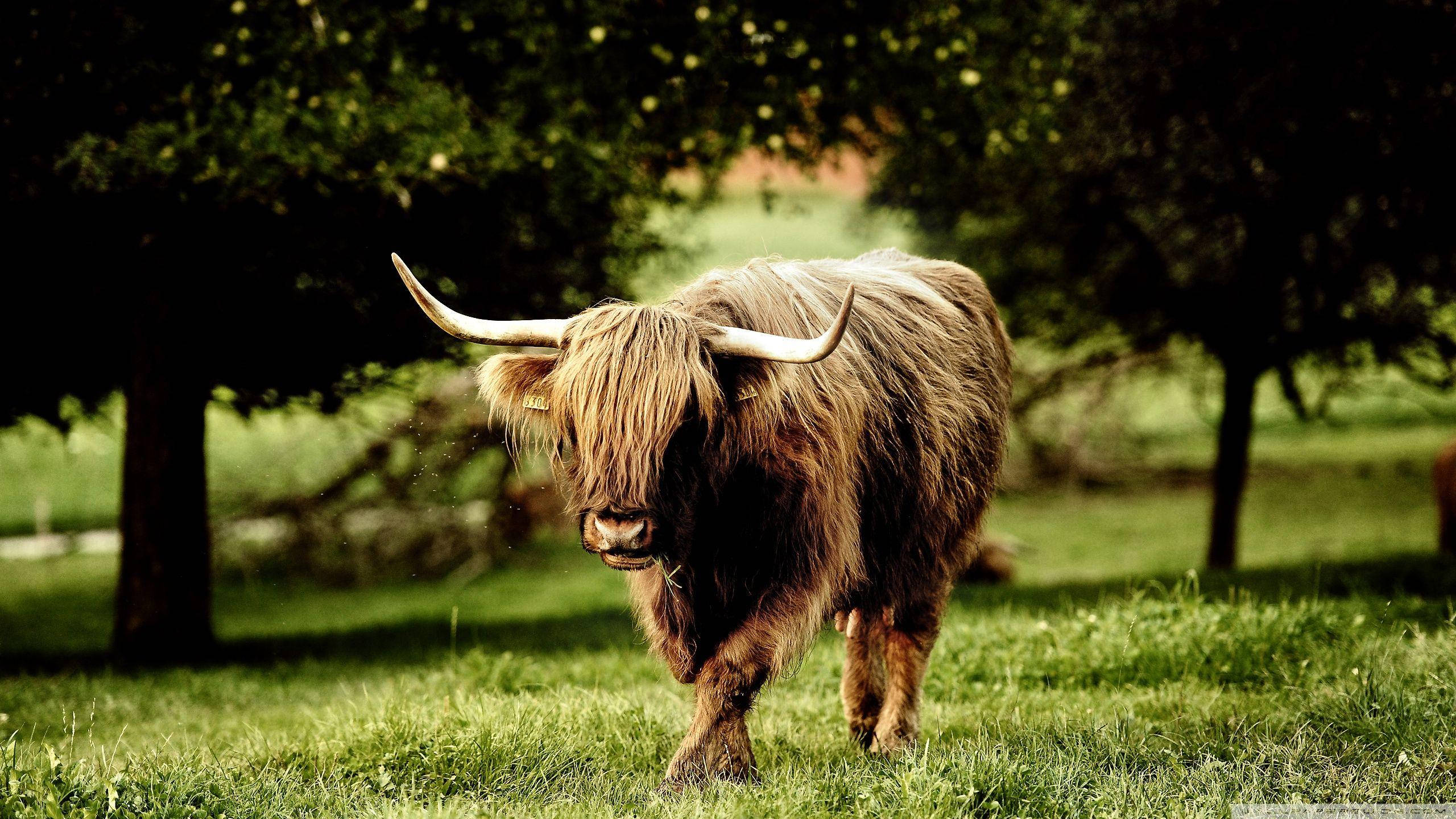 Highland cow, long shaggy fur, curved horns, 2K Desktop Wallpaper