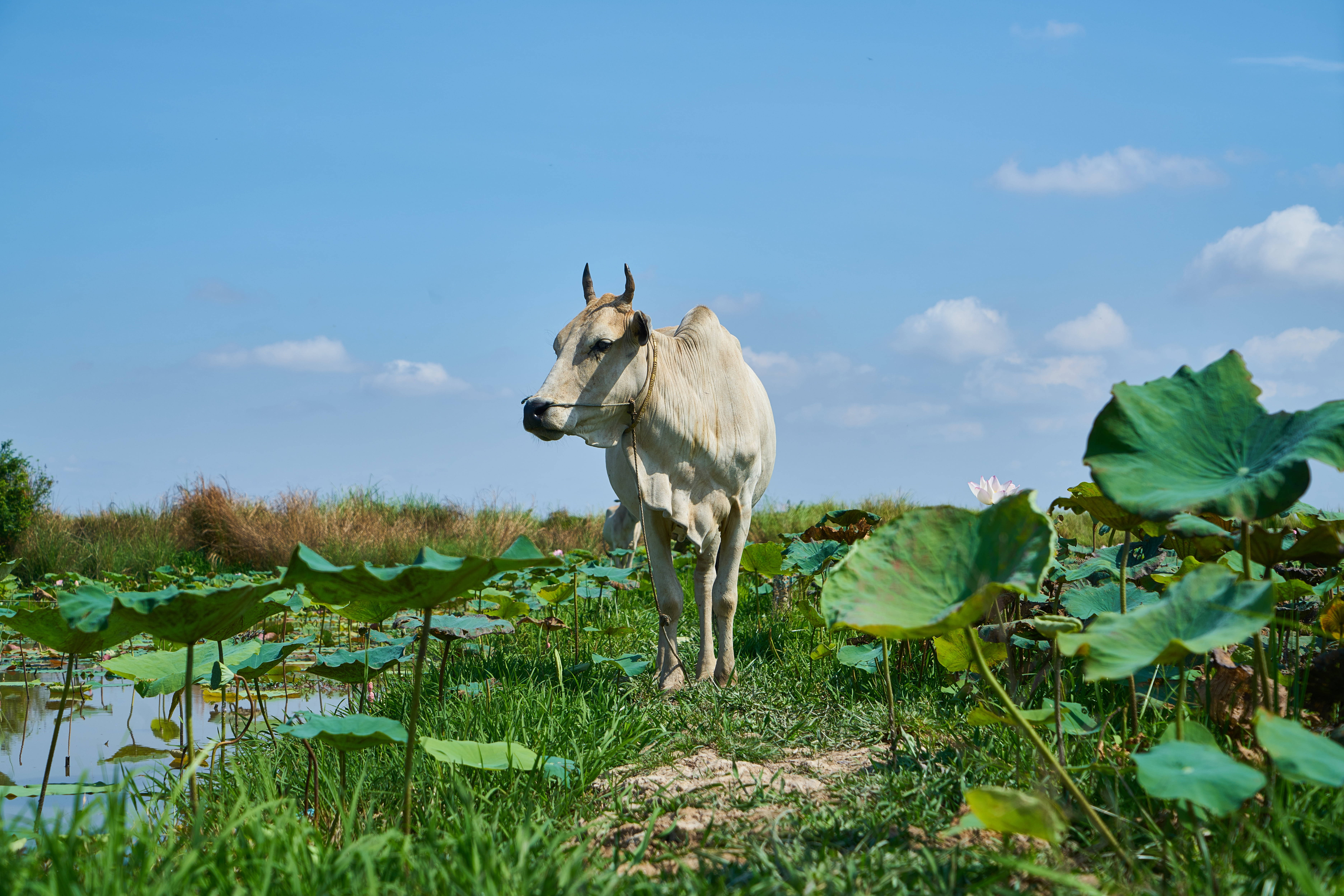 White Ox, wetlands, lotus leaves, 5K Desktop Wallpaper