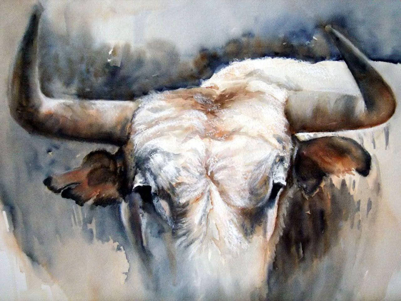 White Ox, longhorn bull, large curved horns, HD Desktop Wallpaper