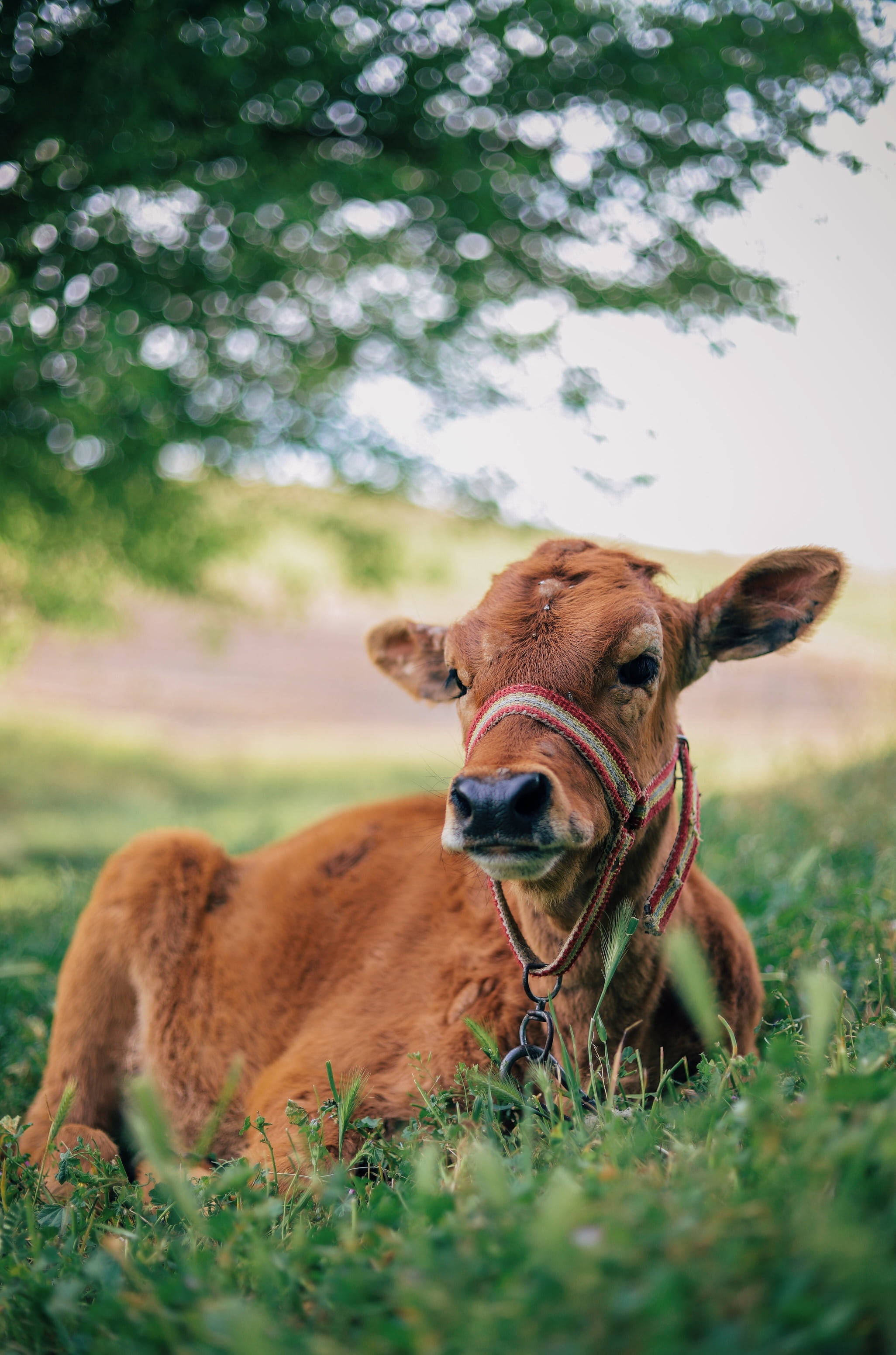 Ox, brown calf, striped halter, 2K Phone Wallpaper