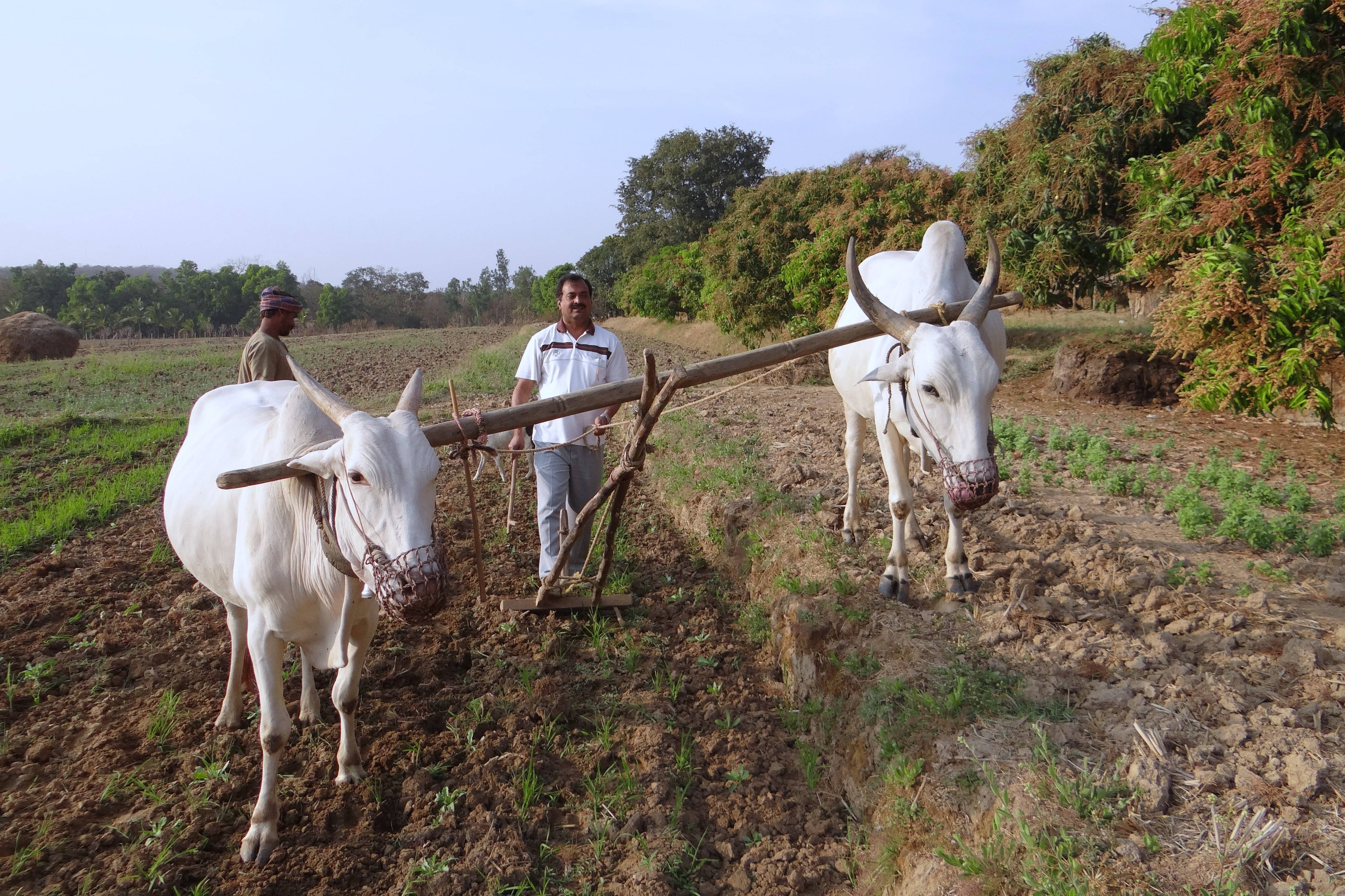 two farming oxen, white oxen, wooden plow, 4K Desktop Wallpaper