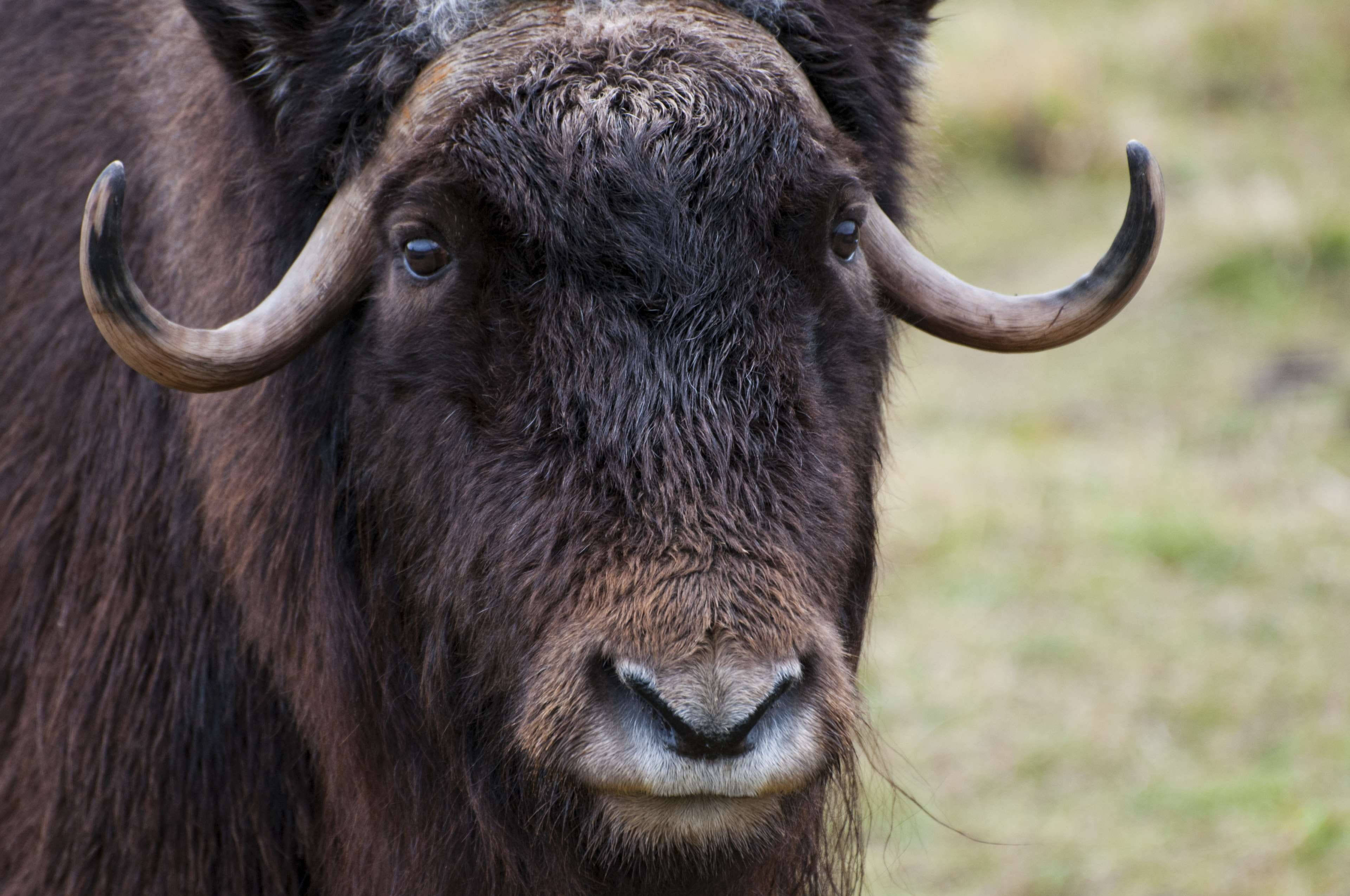 musk ox, thick dark fur, curved horns, 4K Desktop Wallpaper