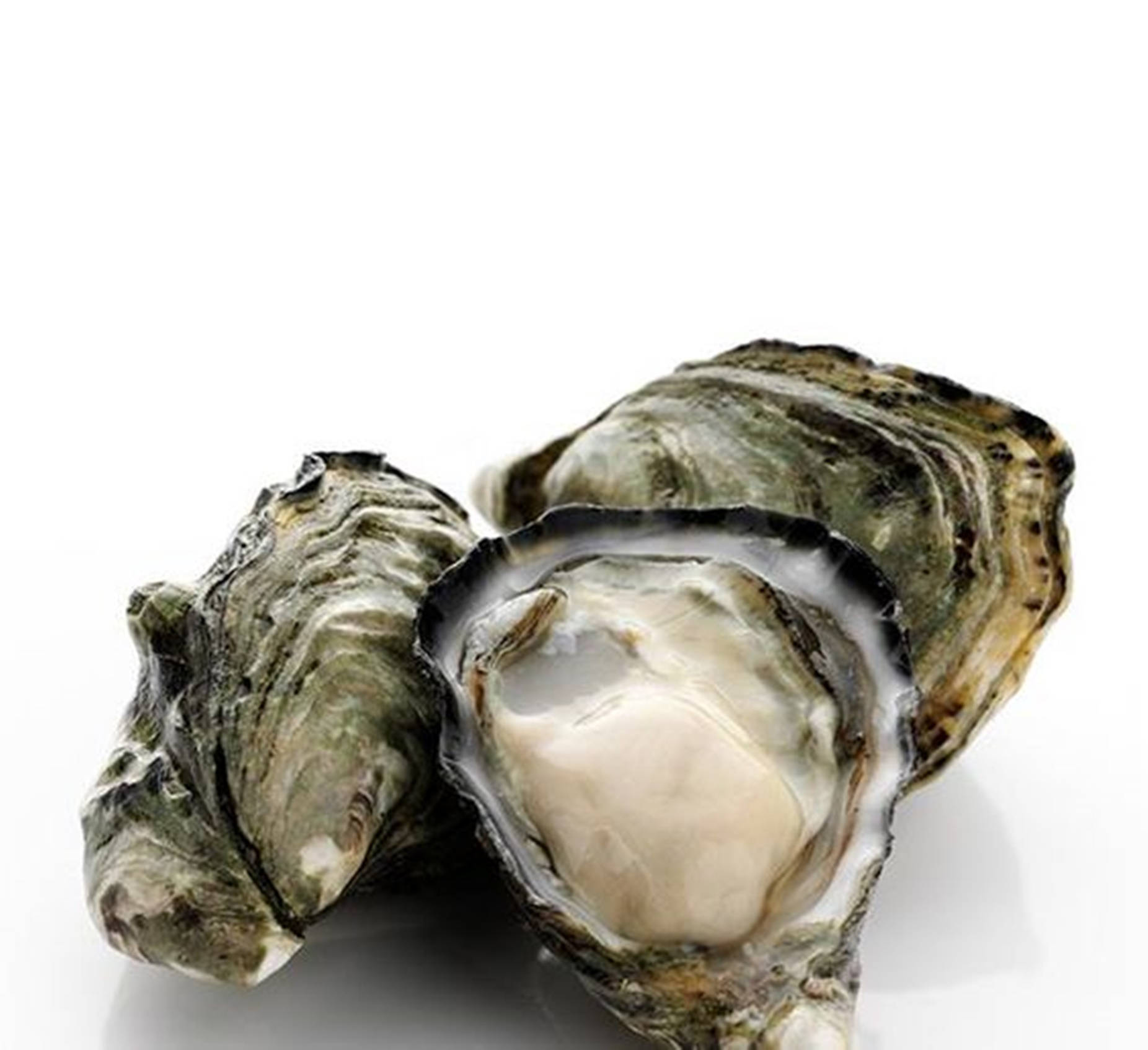 seafood oyster, big shells, raw oysters, HD Desktop Wallpaper