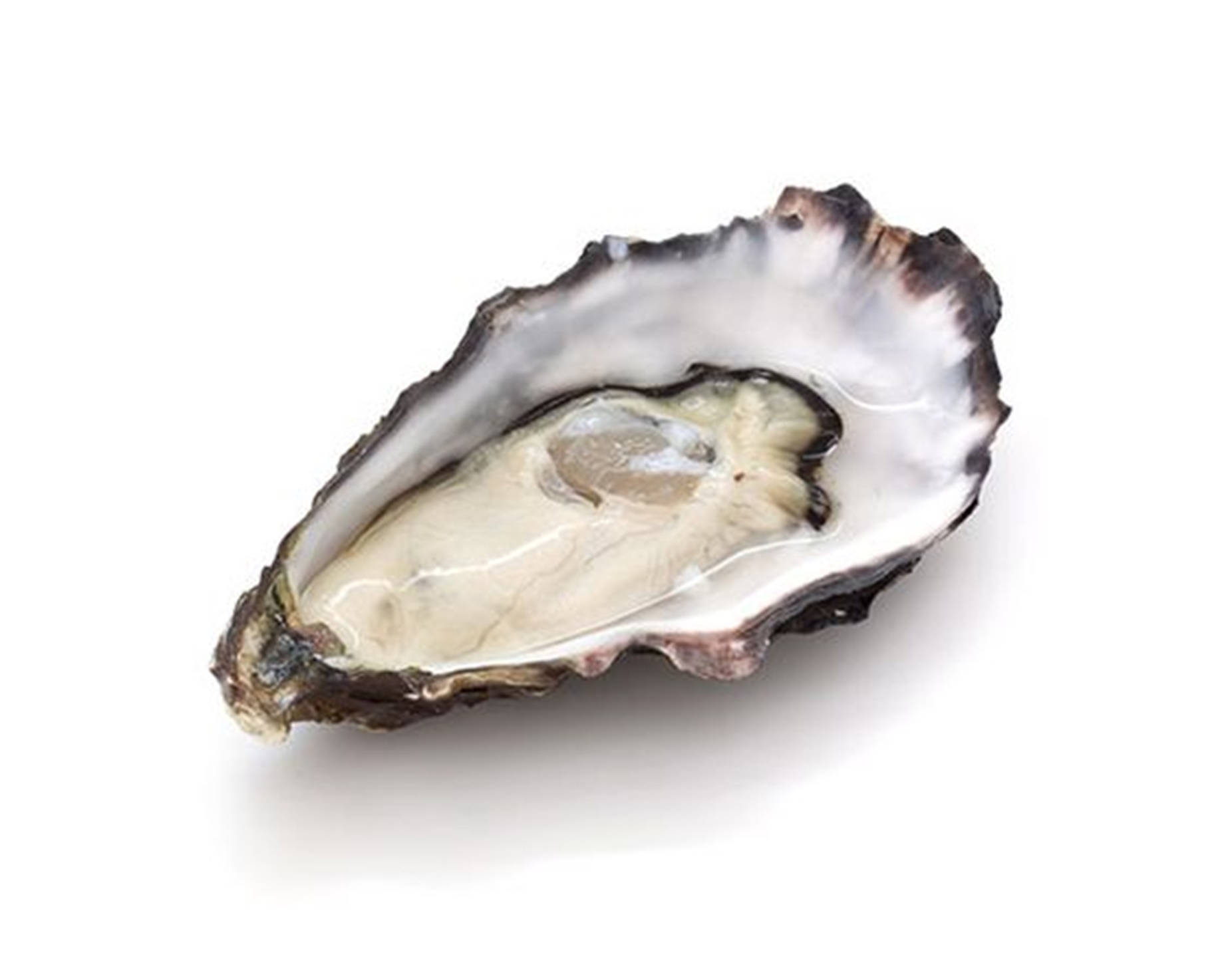 oyster shell, iridescent interior, glistening pearl, HD Desktop Wallpaper