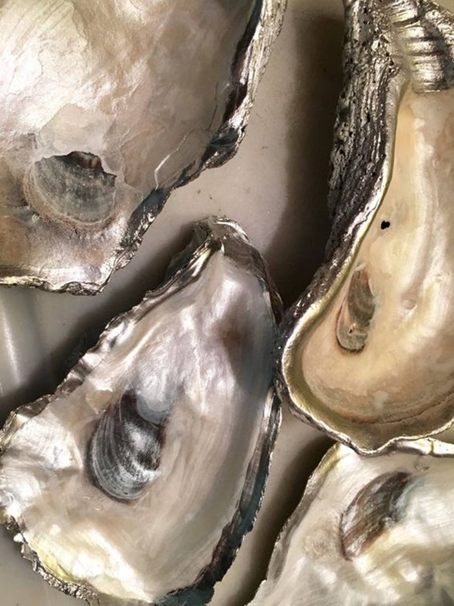 oyster shells, iridescent pearls, rough textured interiors, Full HD Phone Wallpaper