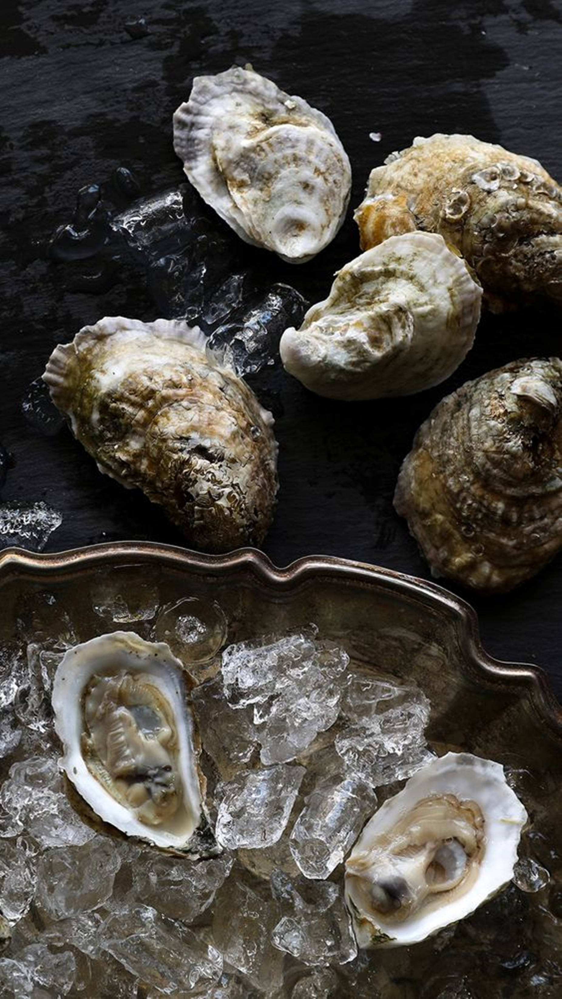 oyster shells, ice, silver dish, 2K Phone Wallpaper