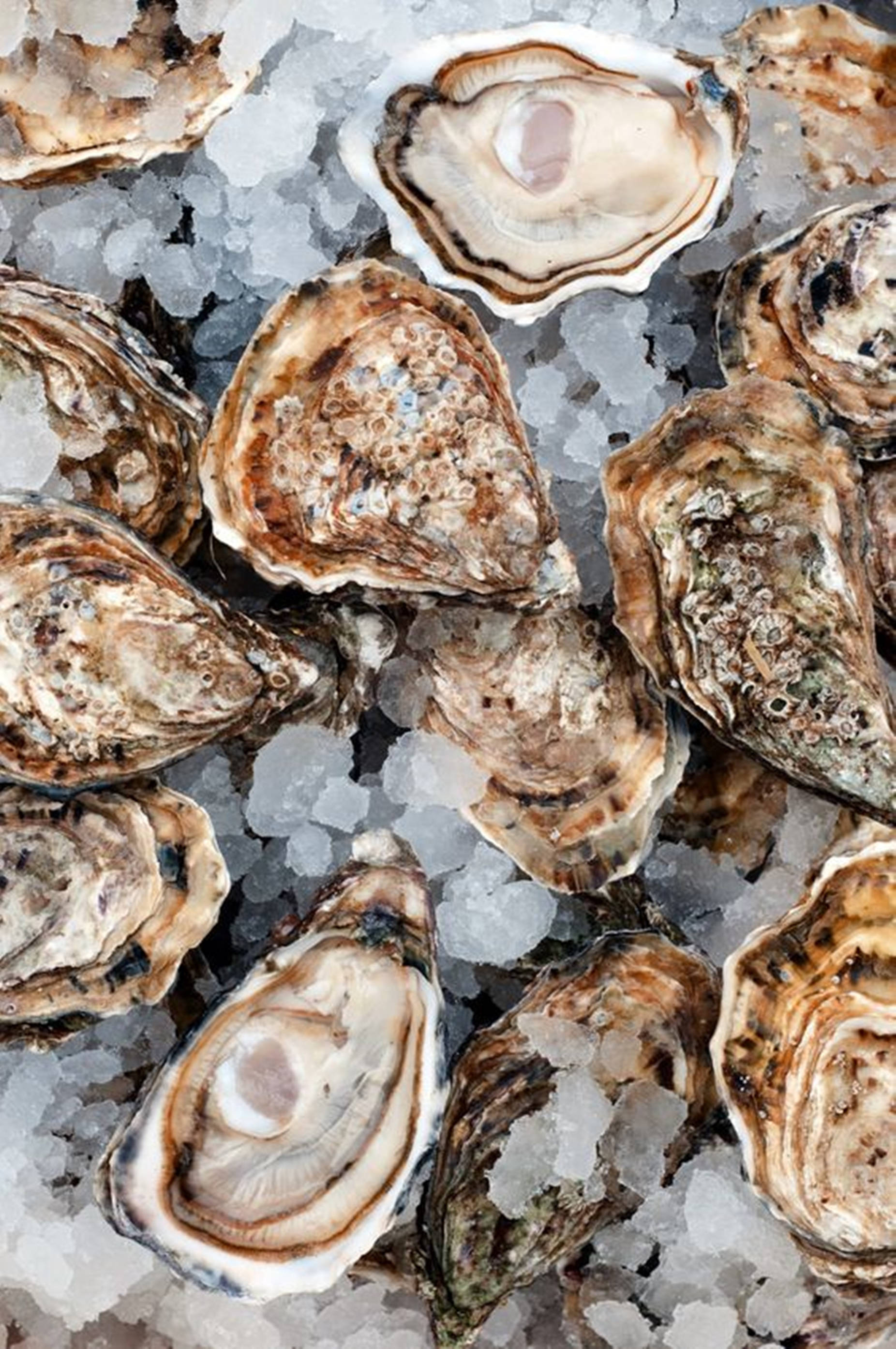brown shell oyster, salt, crushed ice, 2K Phone Wallpaper