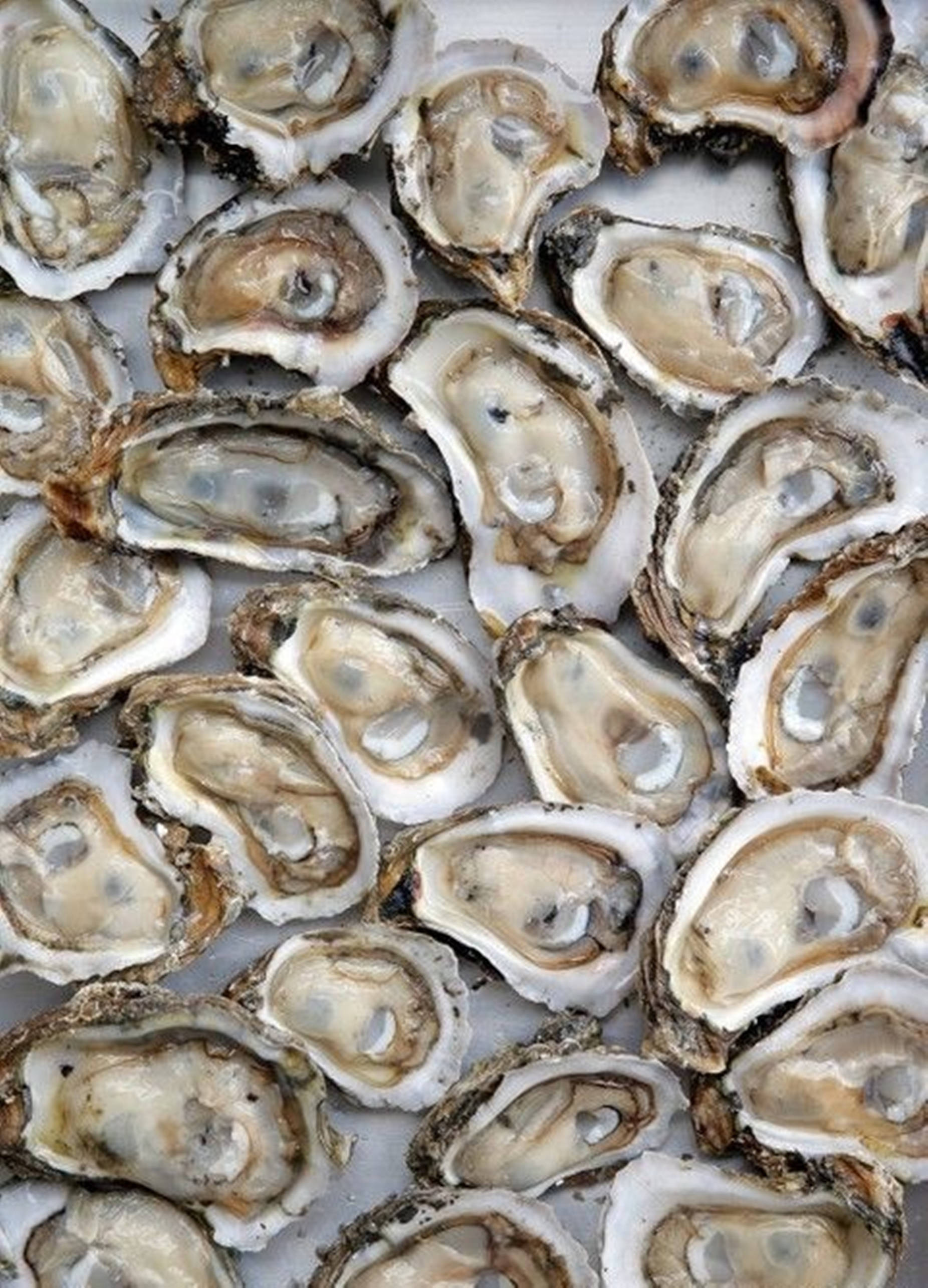 oyster, raw oysters, half shell, 2K Phone Wallpaper