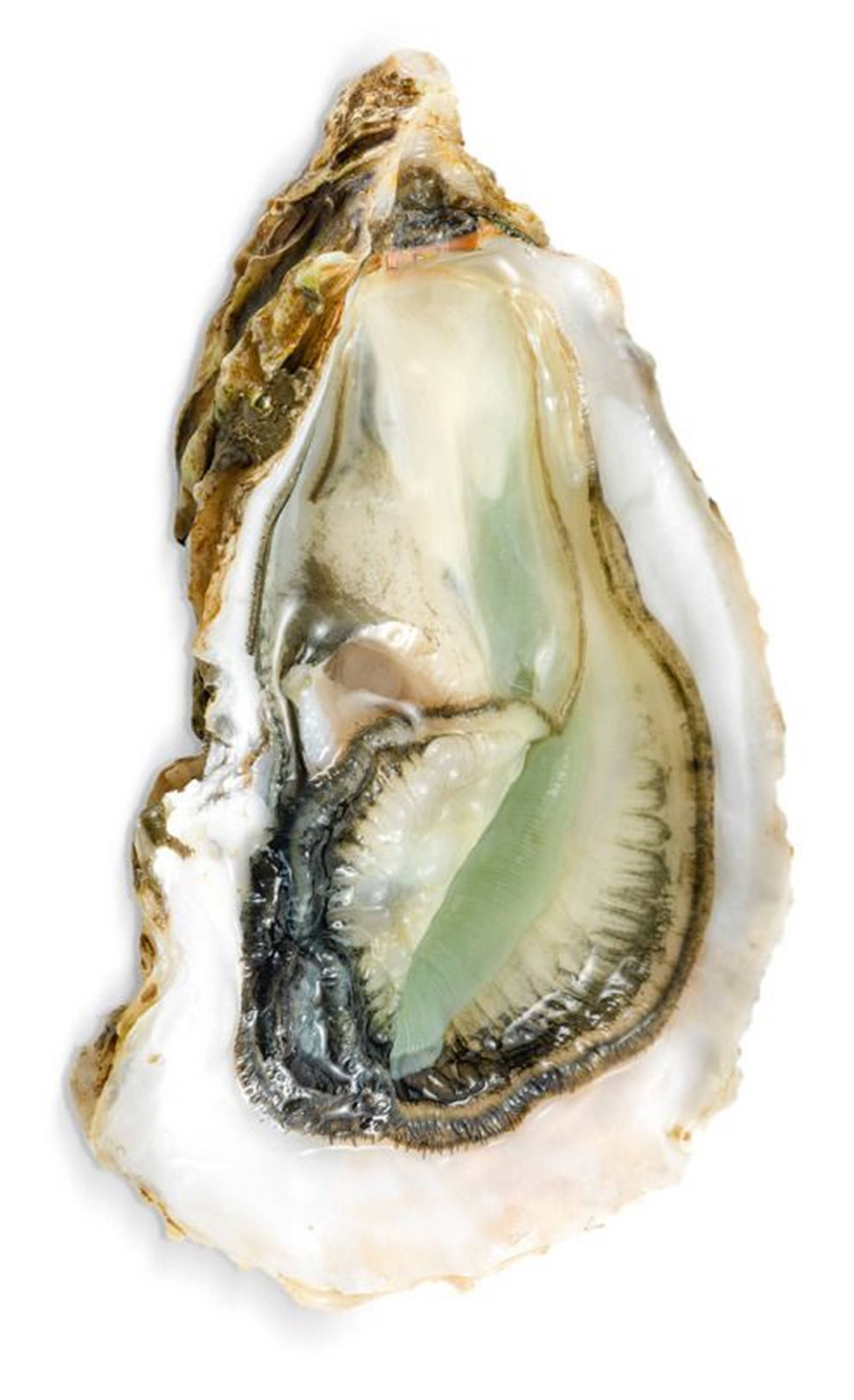 minimalist oyster meat, open oyster shell, iridescent interior, 2K Phone Wallpaper