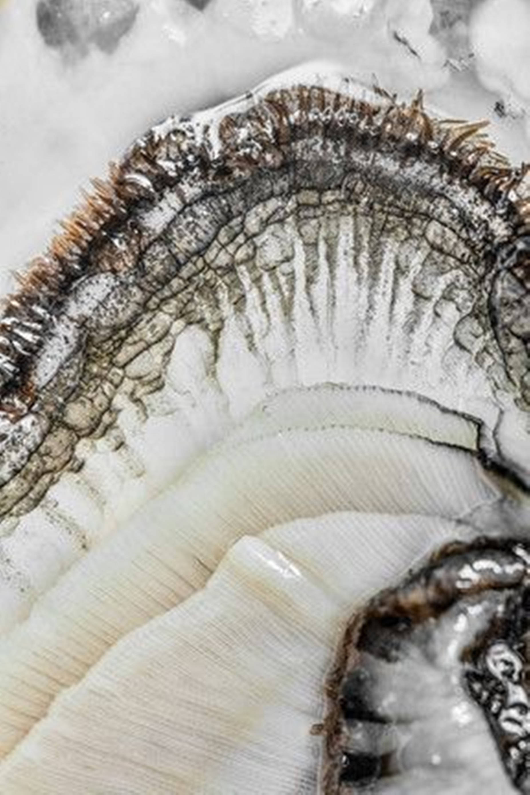 White Oyster, textured oyster shell, intricate ridges, 2K Phone Wallpaper