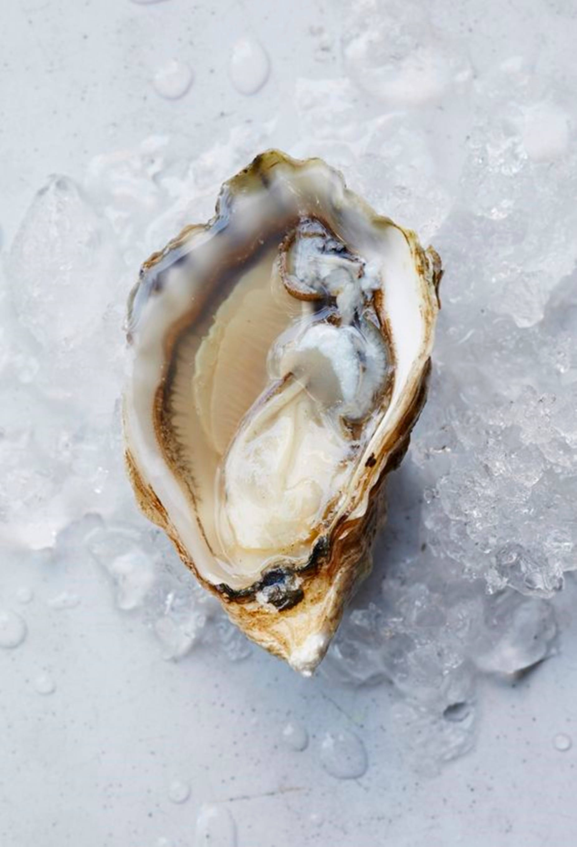 Light Brown Oyster, crushed ice, cool gray surface, 2K Phone Wallpaper