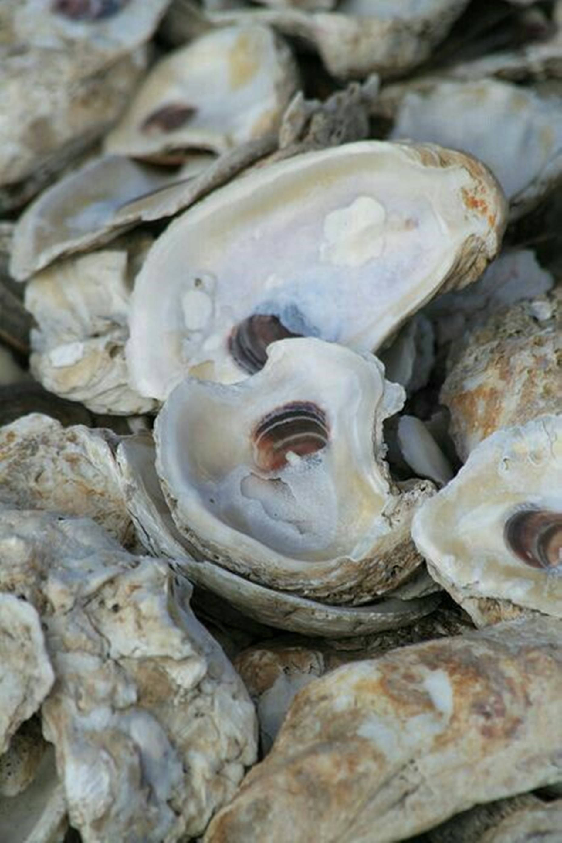 hard oyster shells, iridescent interiors, dark centers, 2K Phone Wallpaper