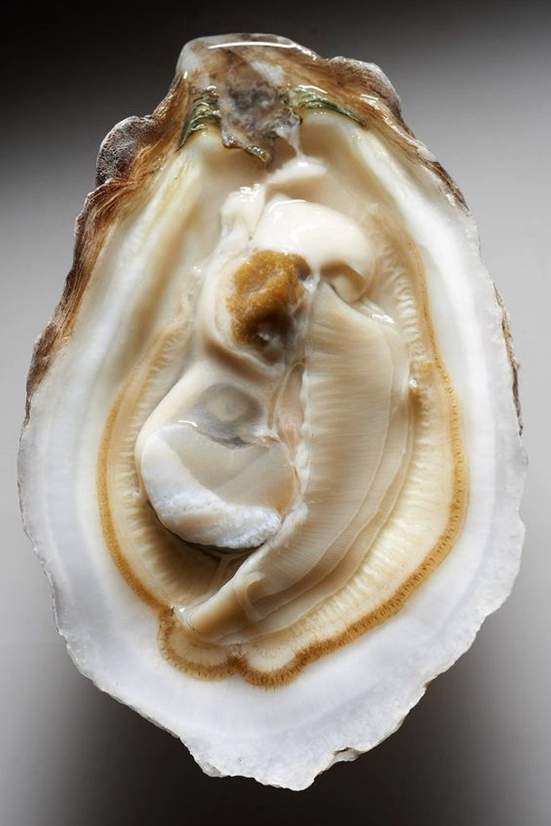 White Oyster Minimalist, iridescent interior, creamy flesh, 2K Phone Wallpaper