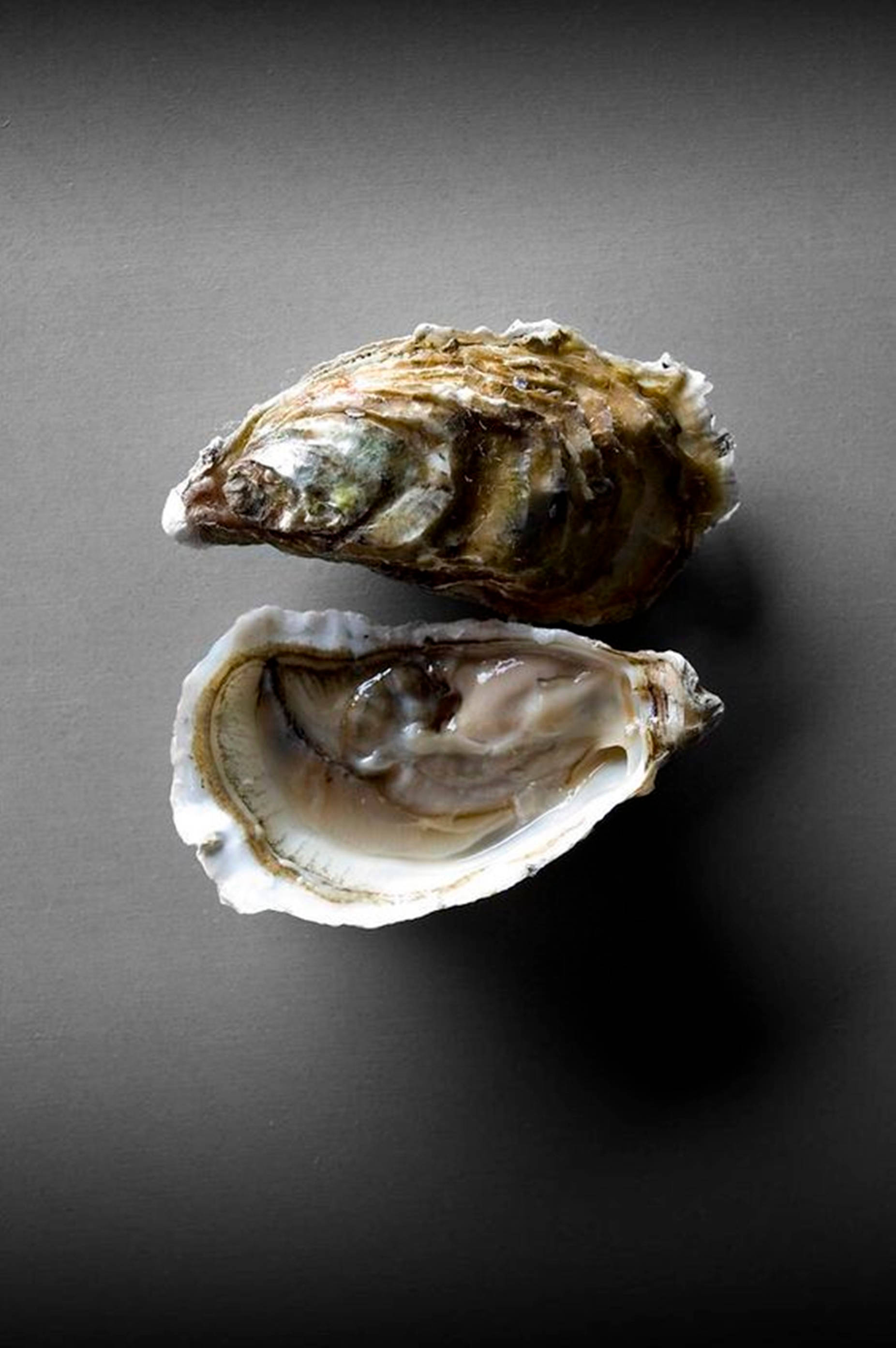 oyster, iridescent interior, dark gray studio background, 2K Phone Wallpaper