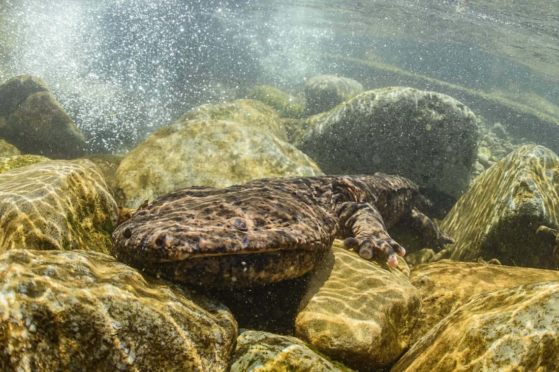 Pacific Giant Salamander