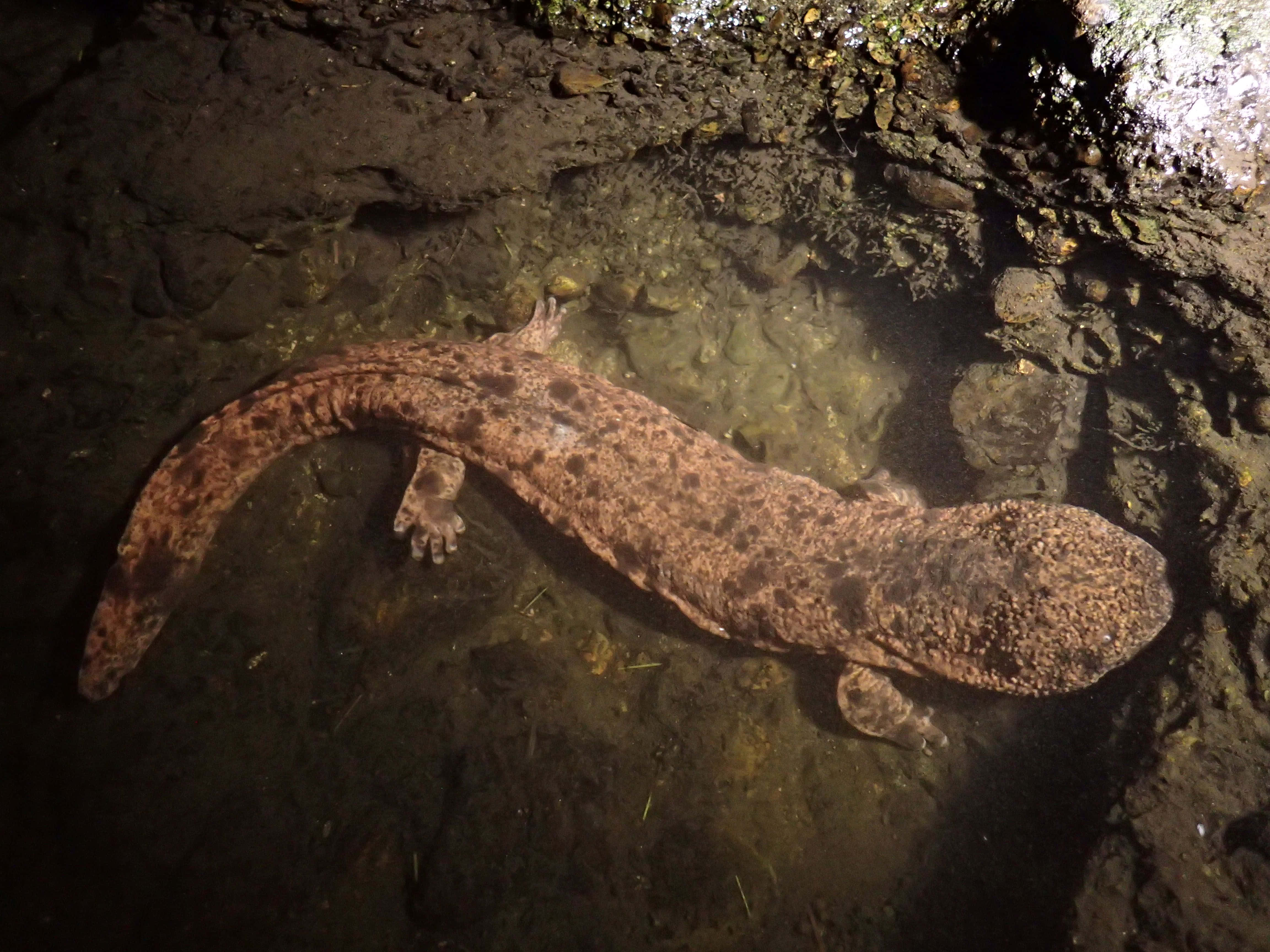 Giant Salamander, natural habitat, brown spotted, 4K Desktop Wallpaper