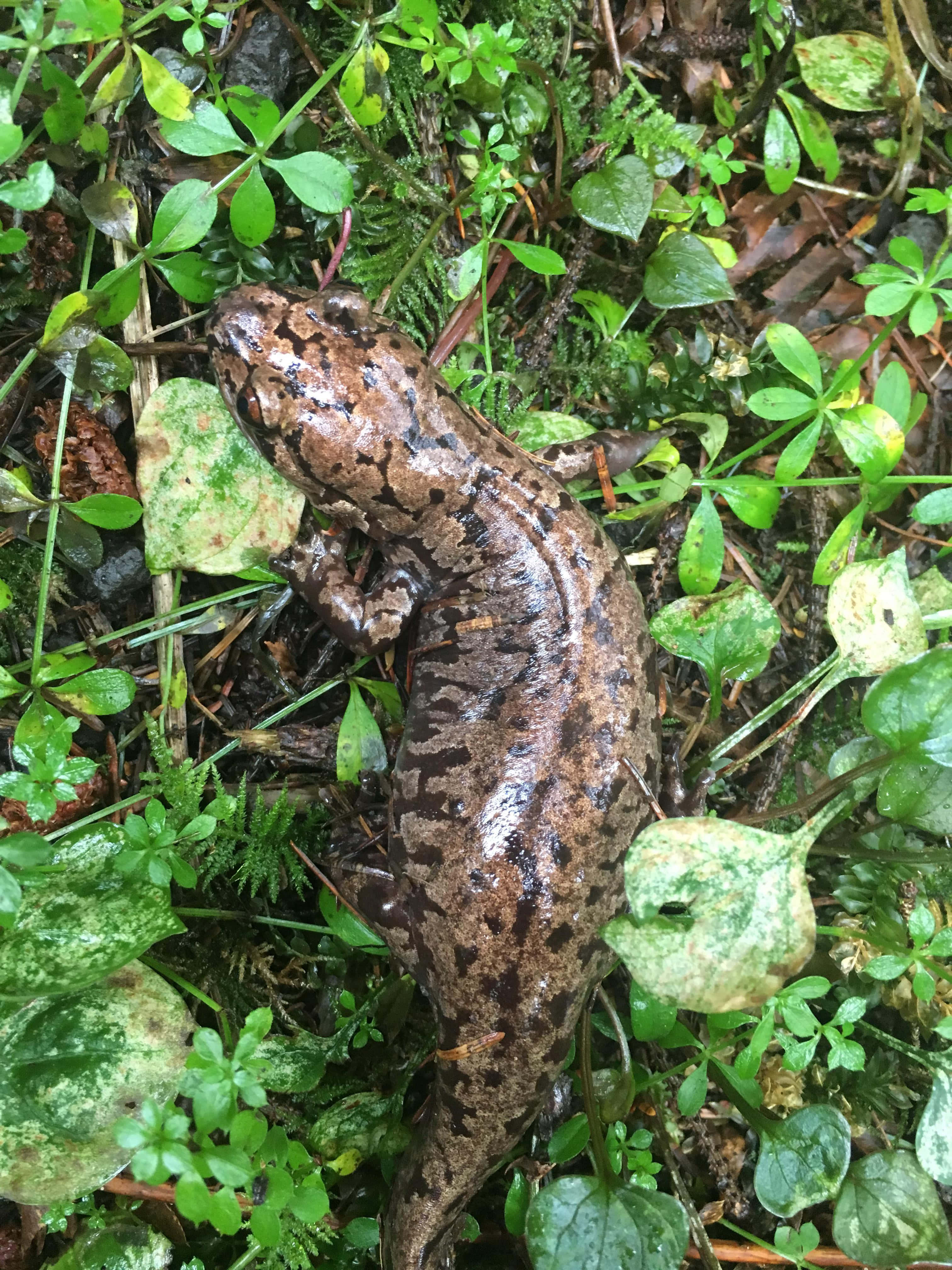 Pacific Giant Salamander, natural habitat, damp forest floor, 4K Phone Wallpaper