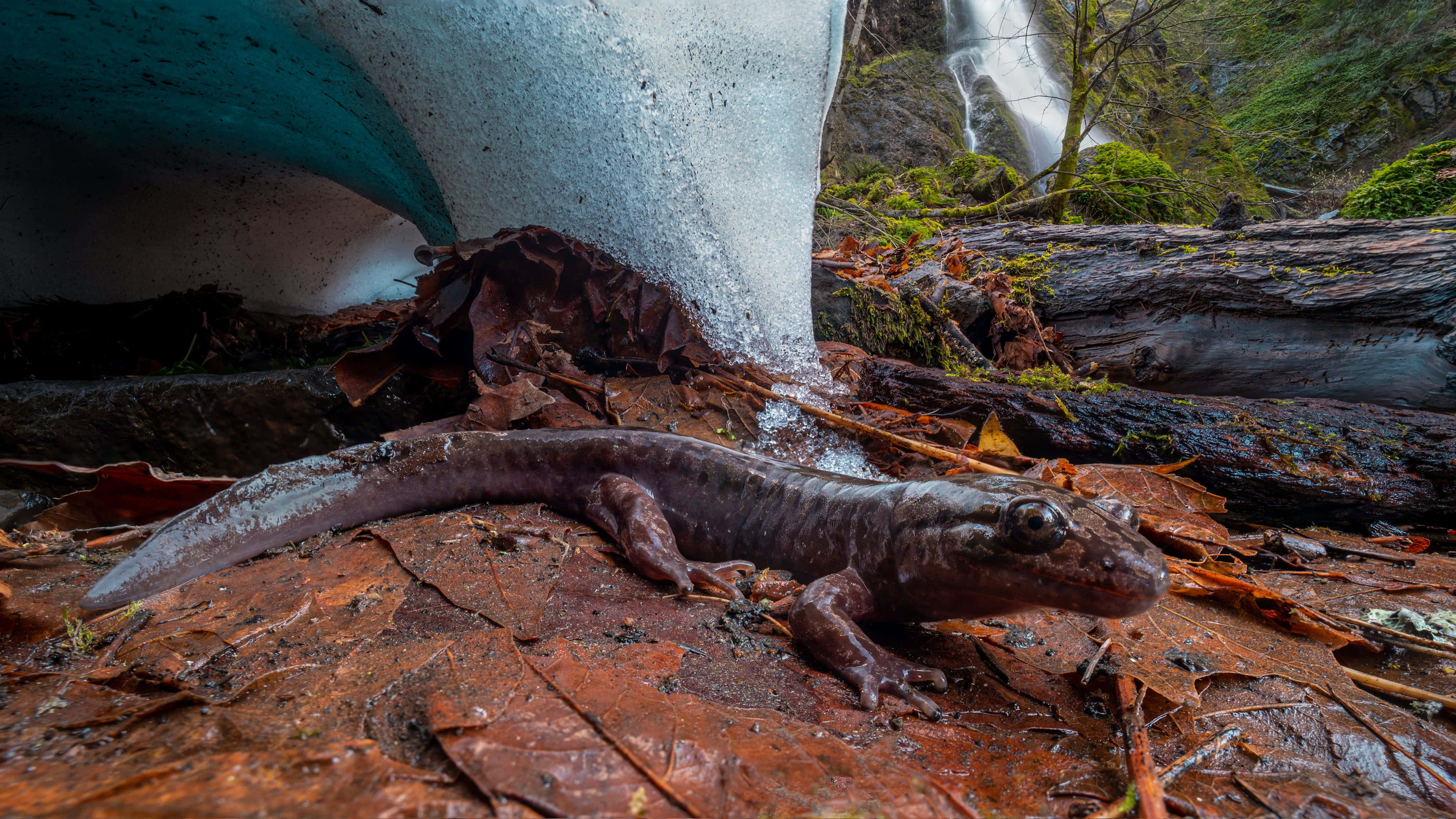 Pacific Giant Salamander, waterfall, glacier ice formation, 4K Desktop Wallpaper