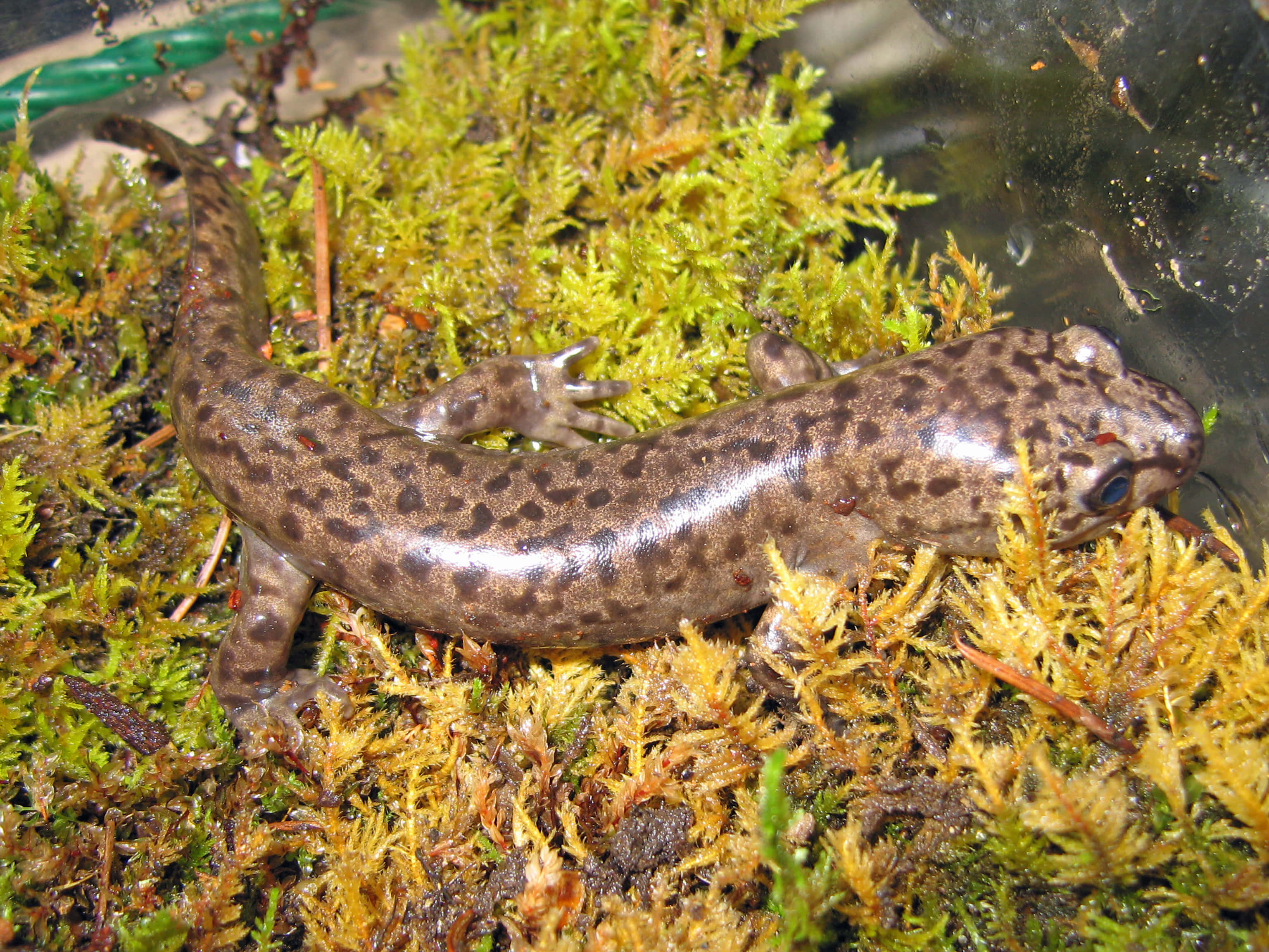 Pacific Giant Salamander, vibrant green moss, yellow moss, 2K Desktop Wallpaper