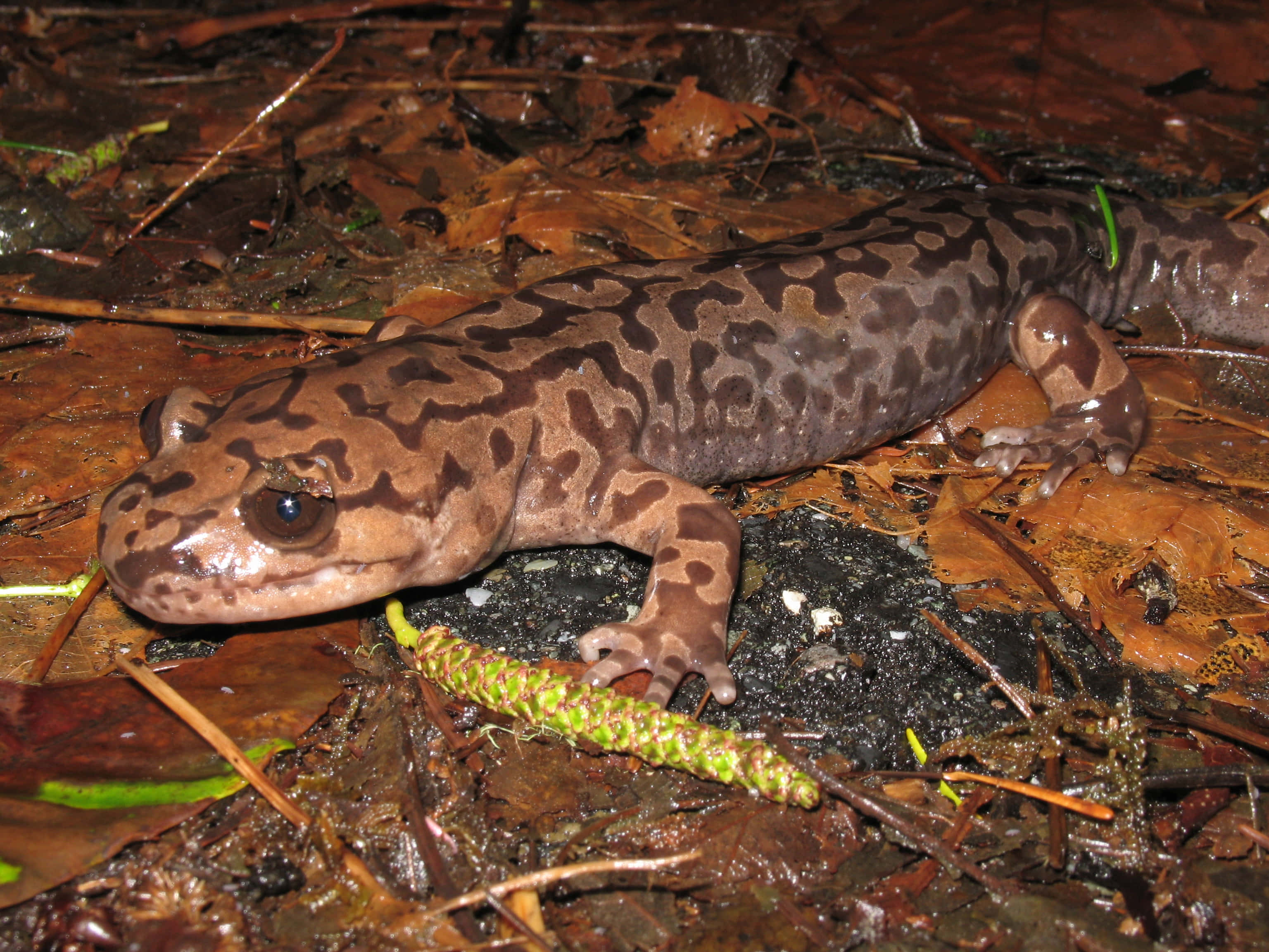 Pacific Giant Salamander, damp forest floor, brown leaves, 2K Desktop Wallpaper