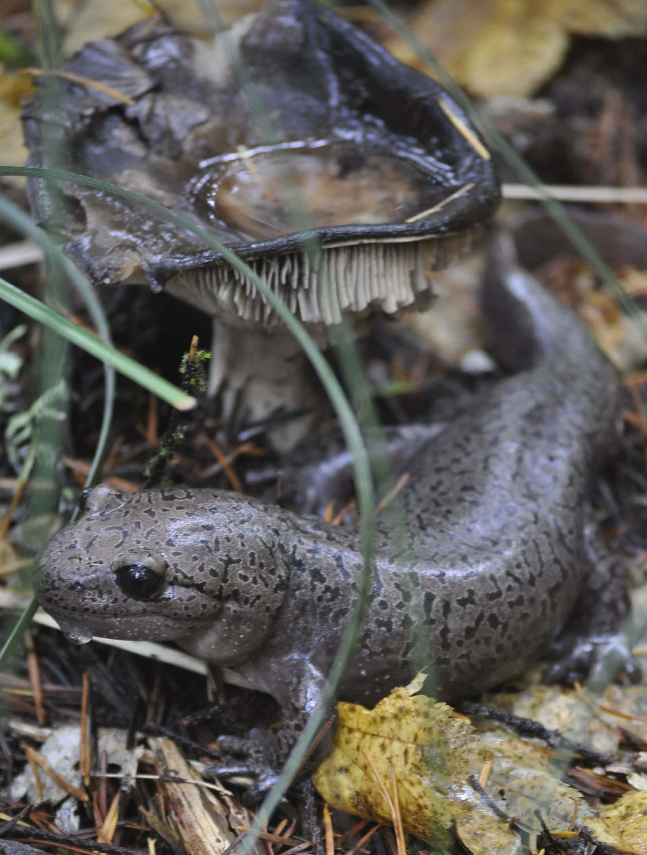 Pacific Giant Salamander, damp forest floor, fallen leaves, 2K Phone Wallpaper