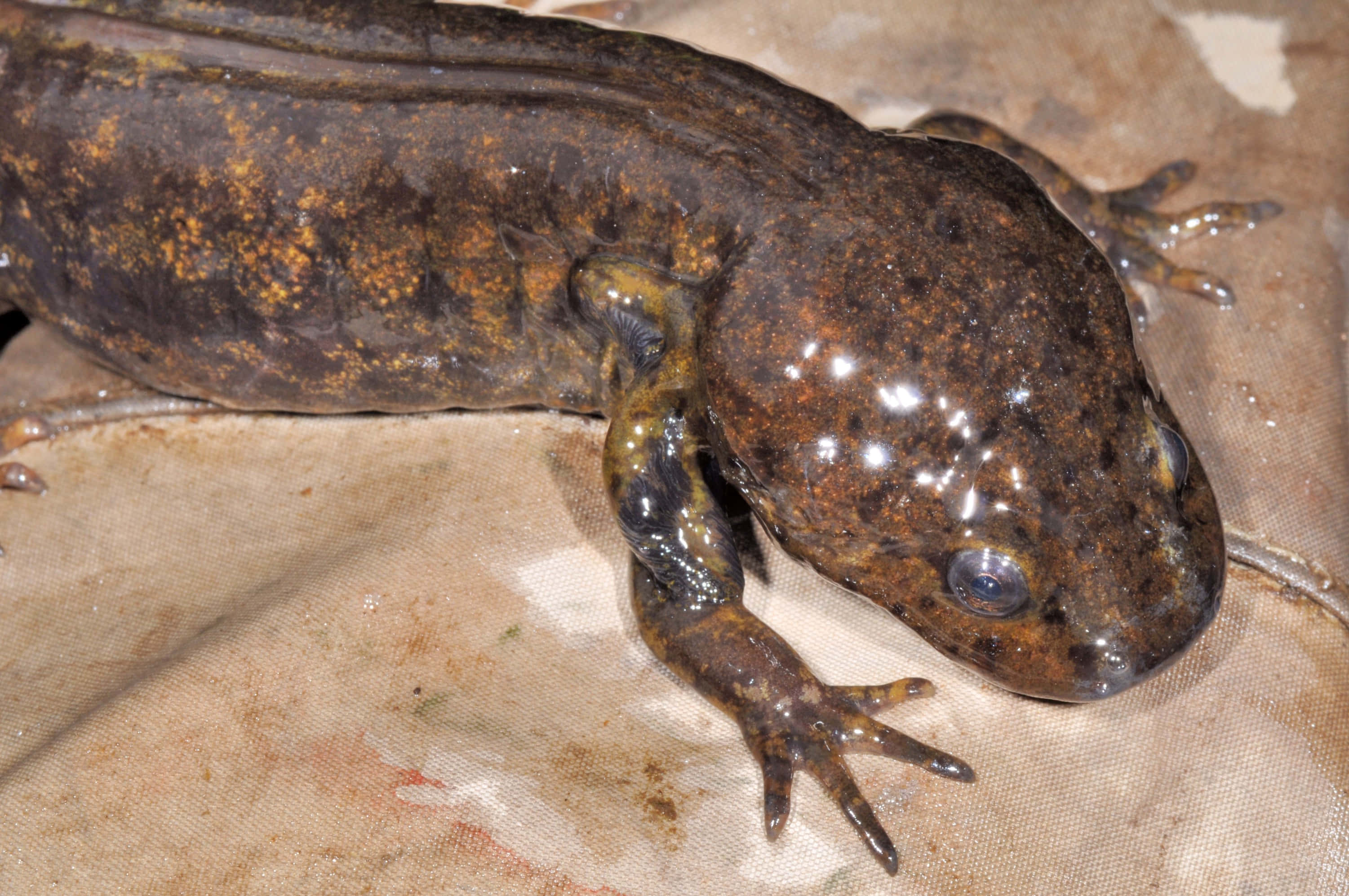 Pacific Giant Salamander, wet brown, orange speckles, 2K Desktop Wallpaper