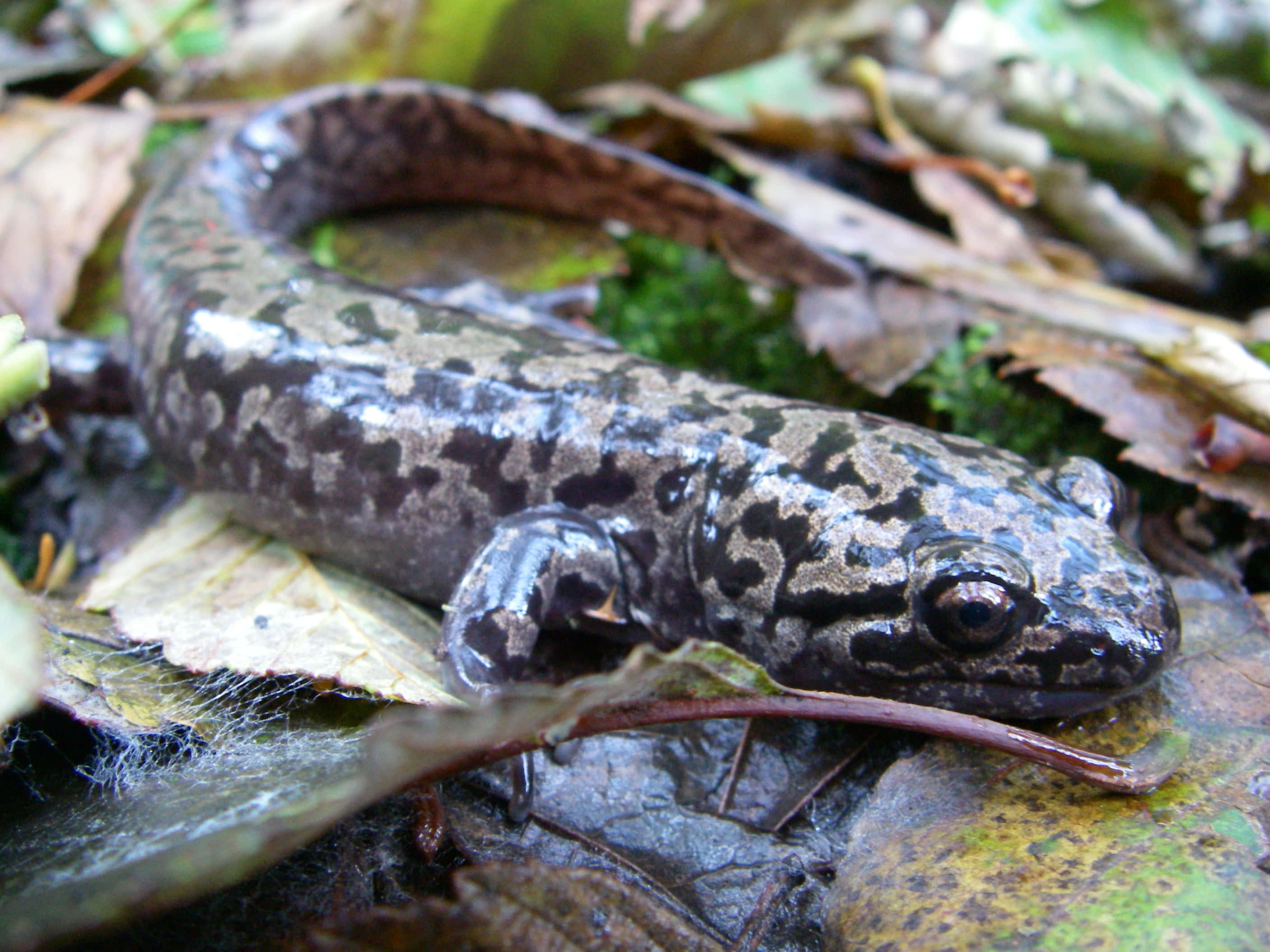 Pacific Giant Salamander, damp forest leaves, moss, 2K Desktop Wallpaper