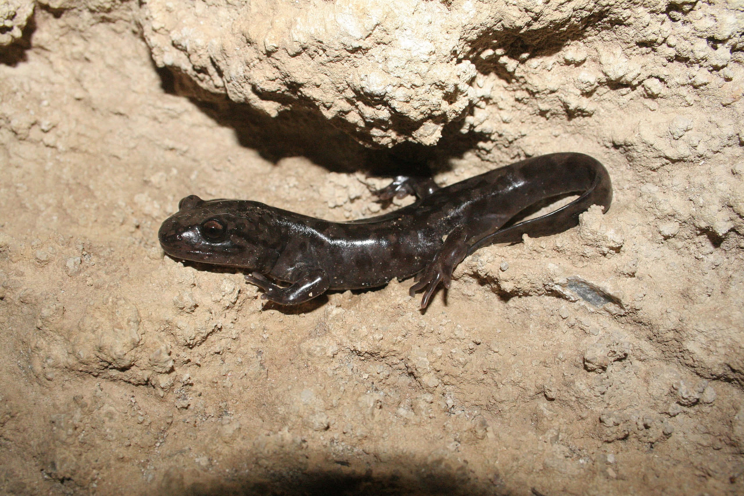 Pacific Giant Salamander, dark glossy, rough beige rock, 2K Desktop Wallpaper
