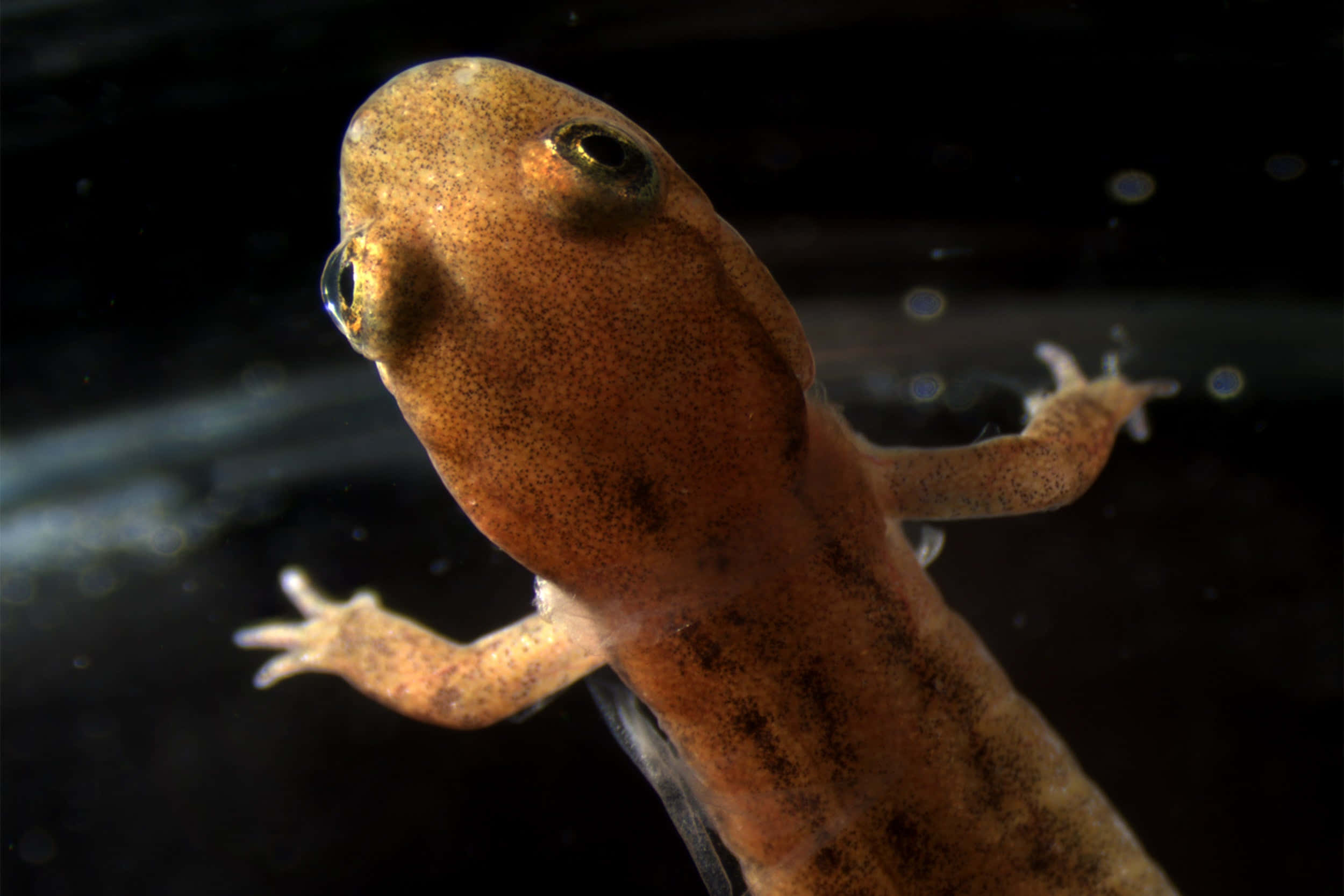 Pacific Giant Salamander, brown, speckled skin, Full HD Desktop Wallpaper