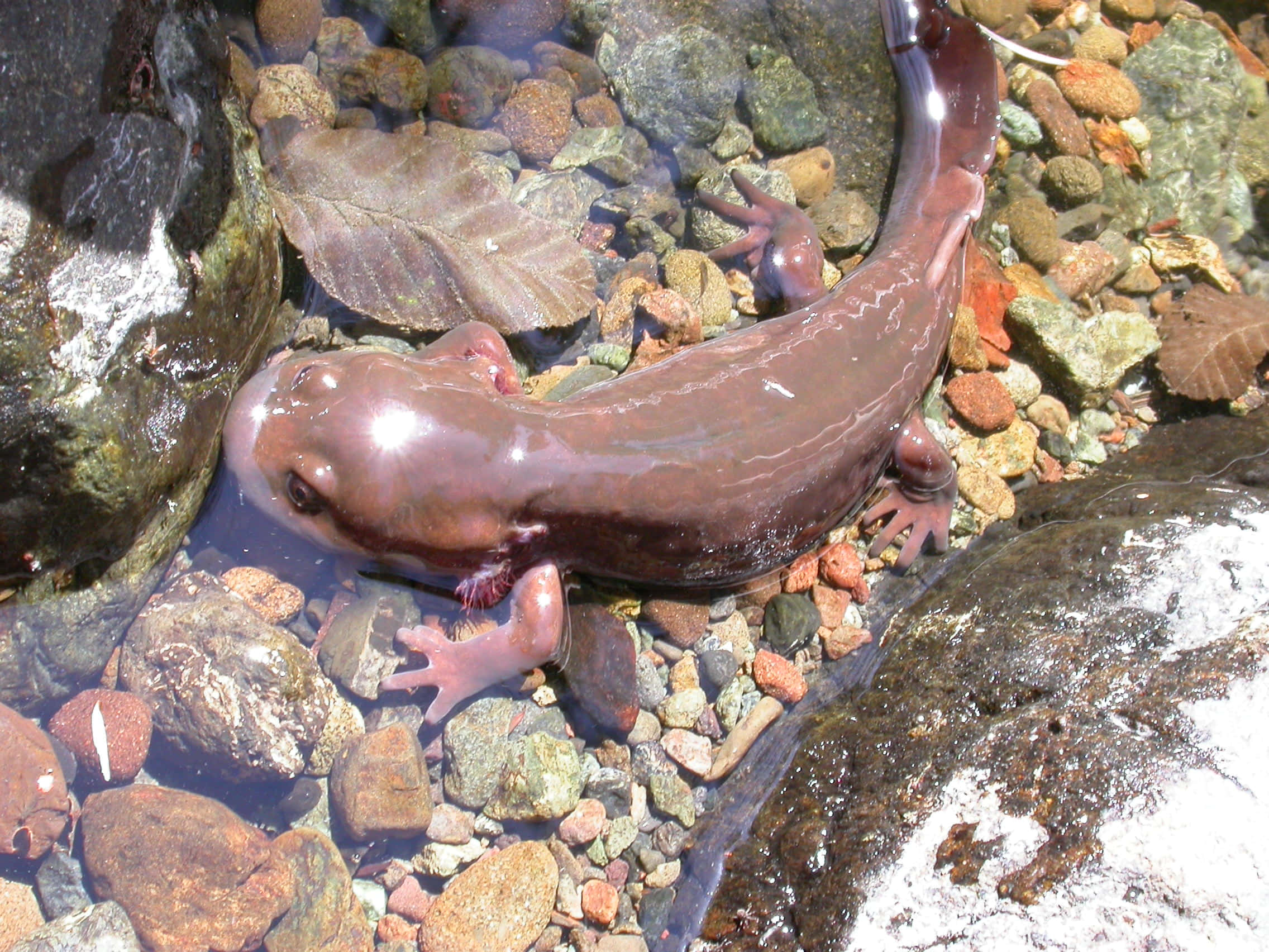 Pacific Giant Salamander, streambed, glossy dark purple, Full HD Desktop Wallpaper