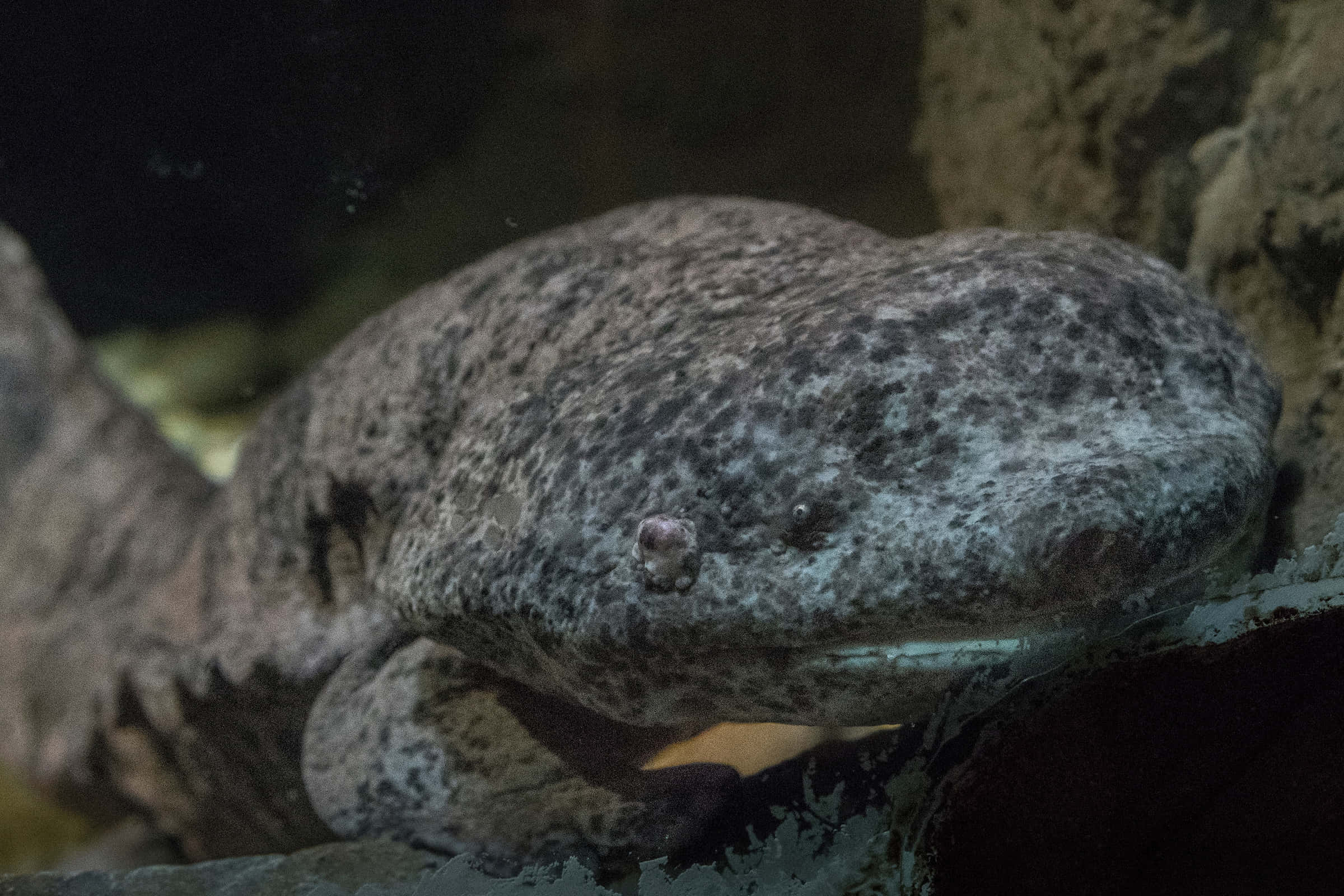 Giant Salamander, rocks, dimly lit water, Full HD Desktop Wallpaper