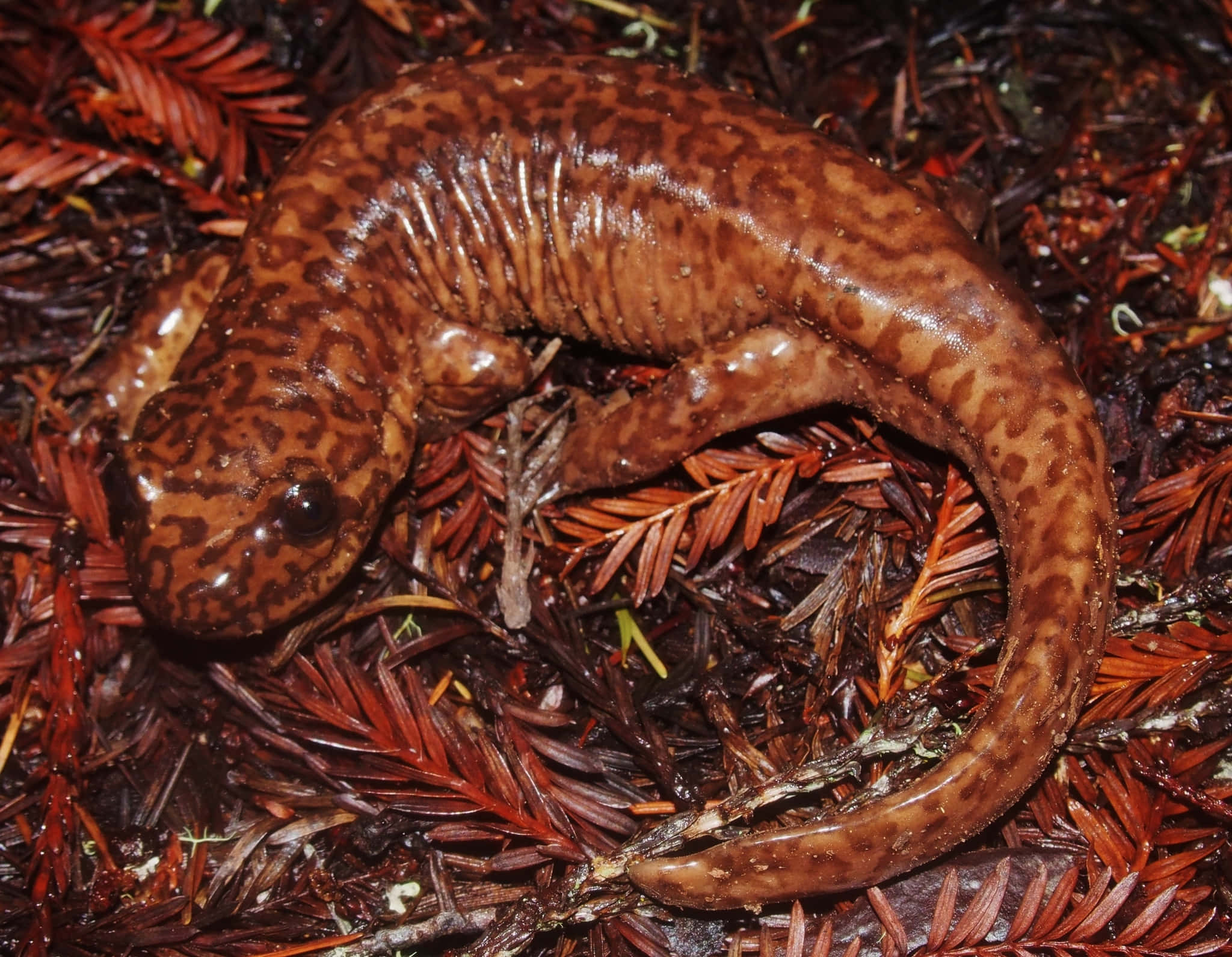 Pacific Giant Salamander, glossy brown, spotted, Full HD Desktop Wallpaper