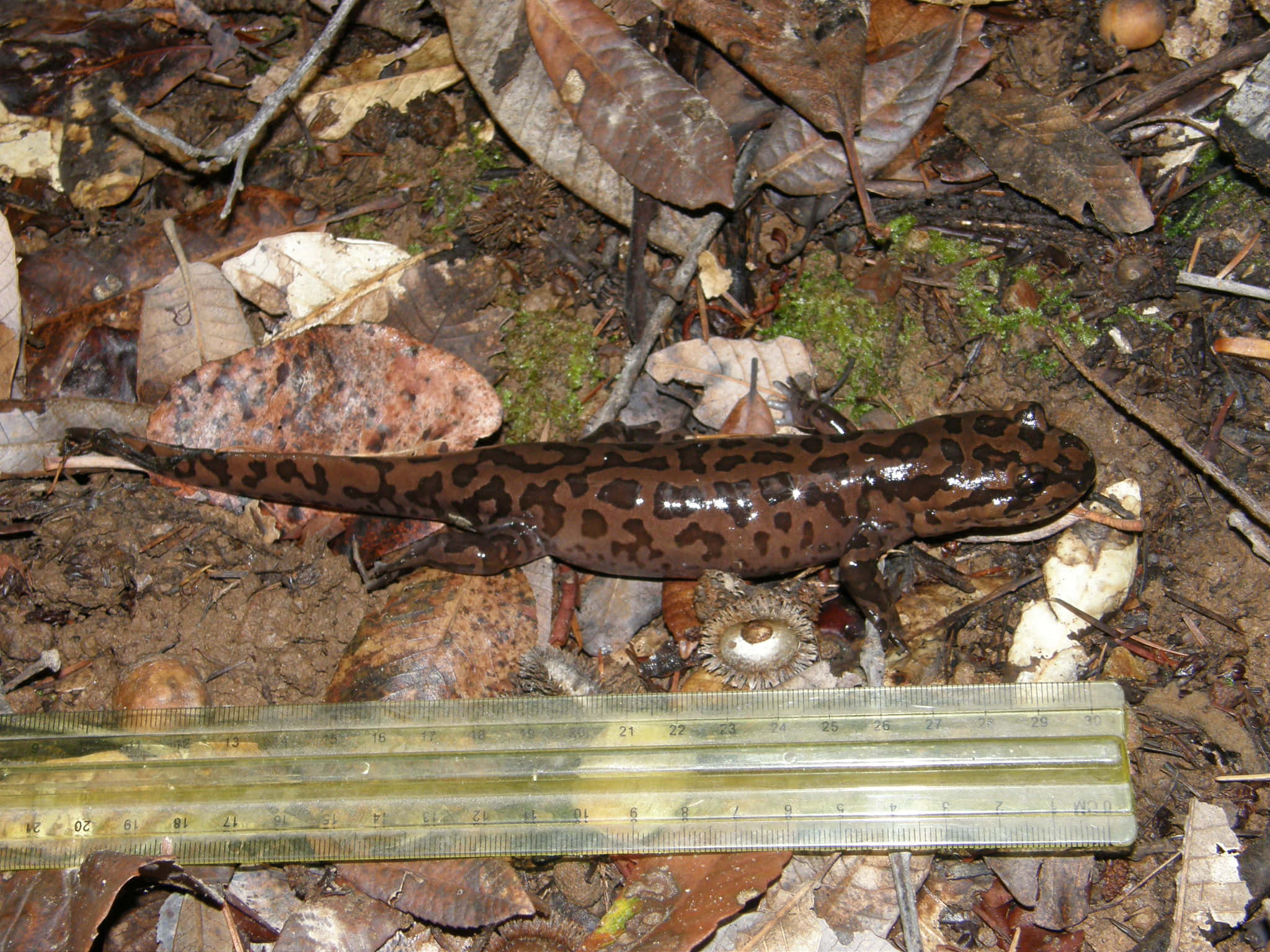 Pacific Giant Salamander, forest floor, leaves, Full HD Desktop Wallpaper