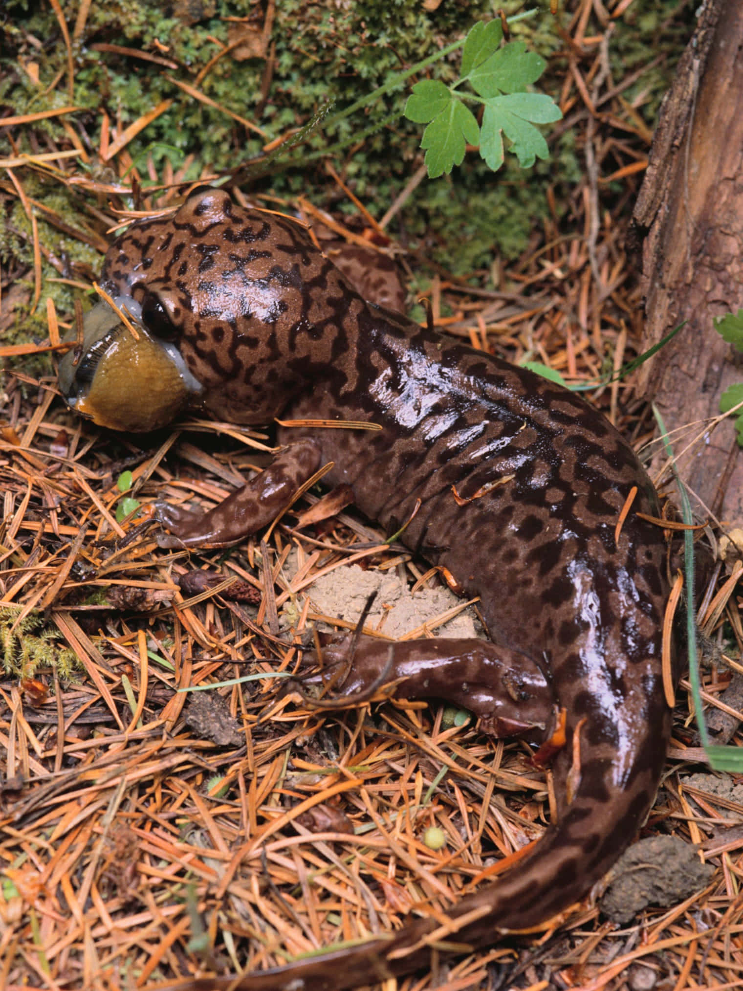 Pacific Giant Salamander, pine needles, moss, Full HD Phone Wallpaper