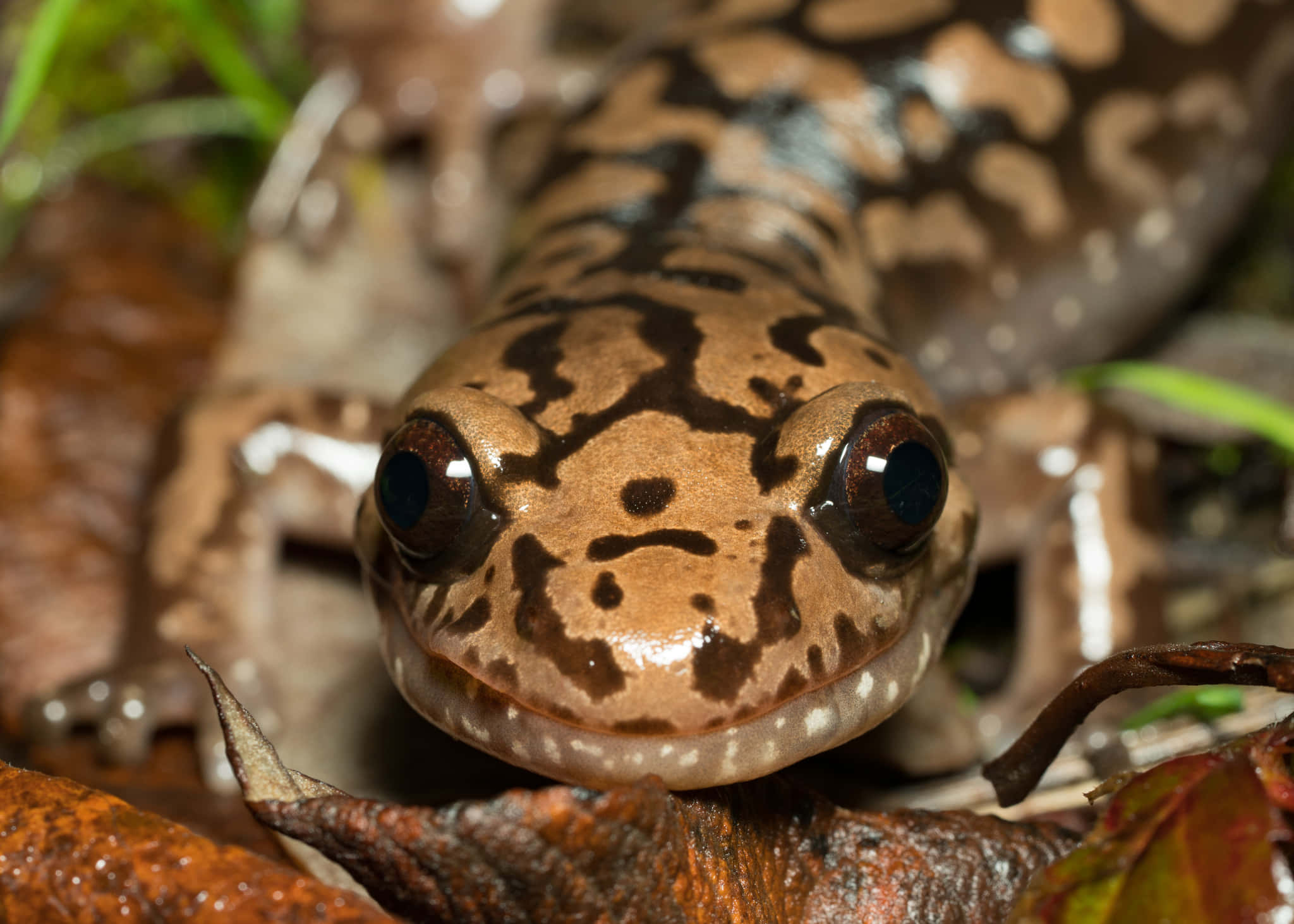 Pacific Giant Salamander, glossy brown eyes, mottled tan and black skin, Full HD Desktop Wallpaper