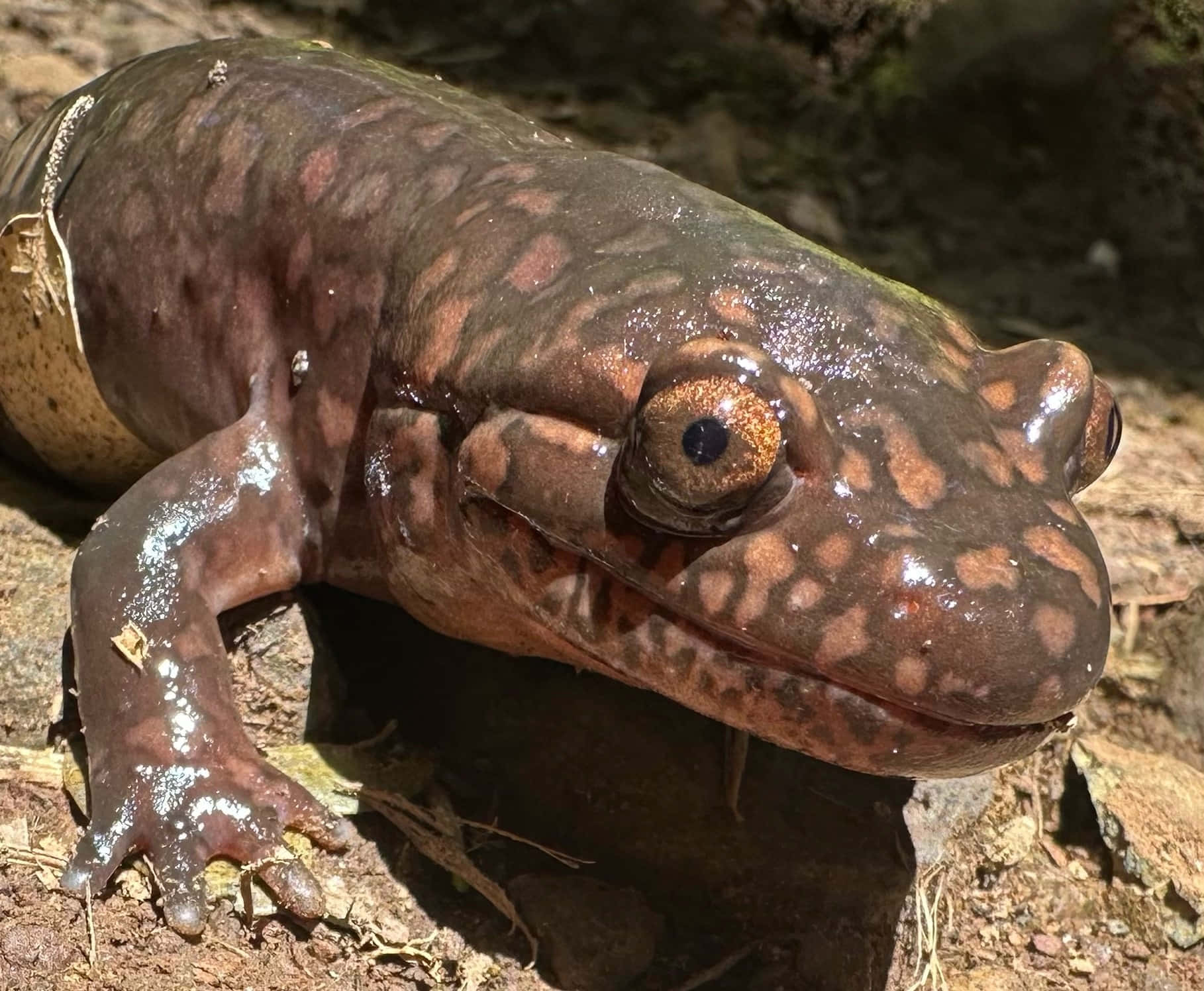 Pacific Giant Salamander, glossy brown skin, amber eyes, HD Desktop Wallpaper