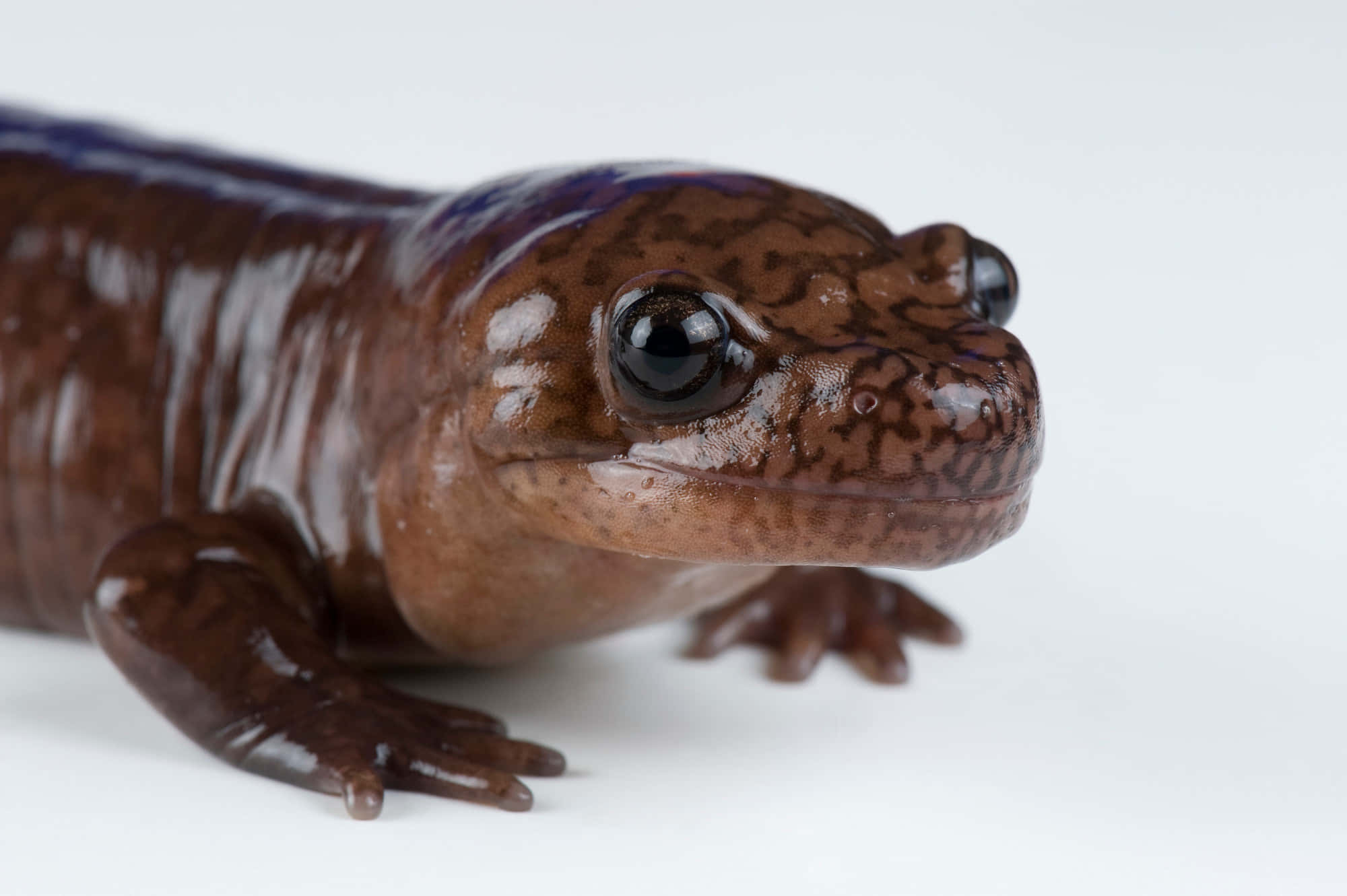 Pacific Giant Salamander, glossy brown, dark eyes, Full HD Desktop Wallpaper