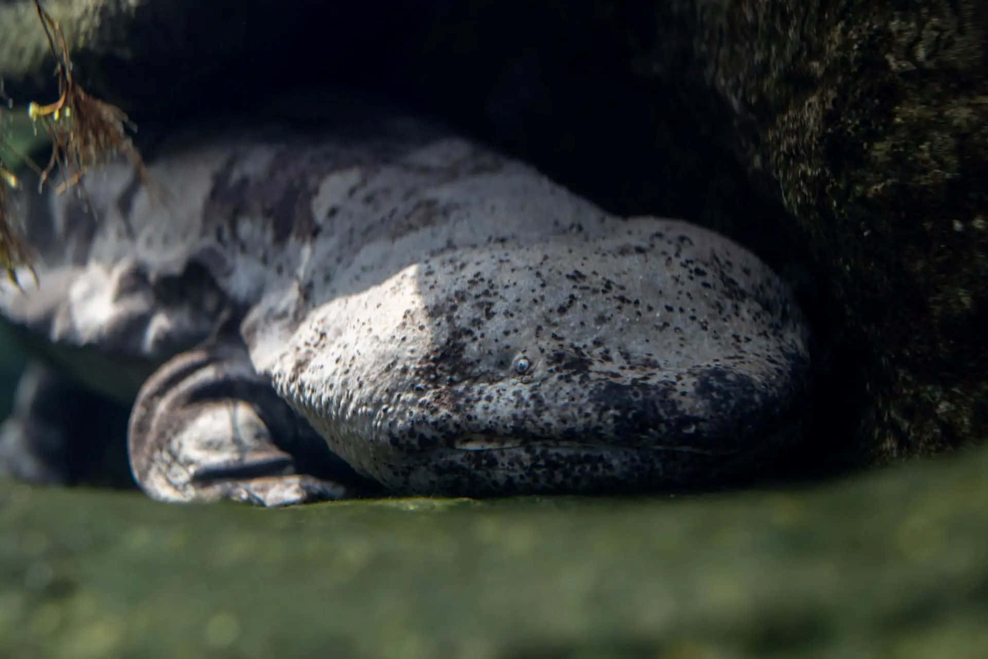 Giant Salamander, rock, murky green water, Full HD Desktop Wallpaper