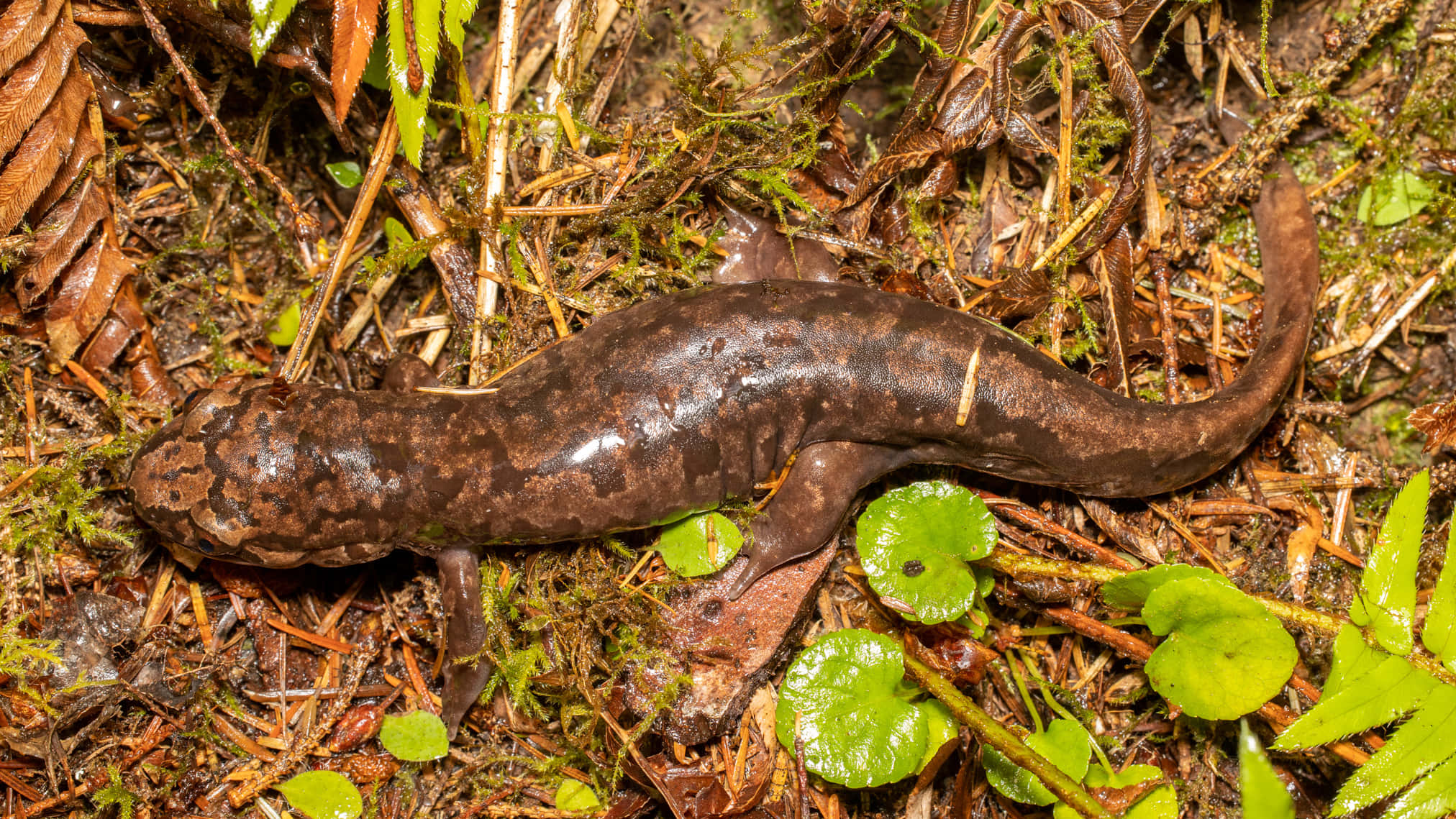 Pacific Giant Salamander, forest floor, moss ferns, Full HD Desktop Wallpaper