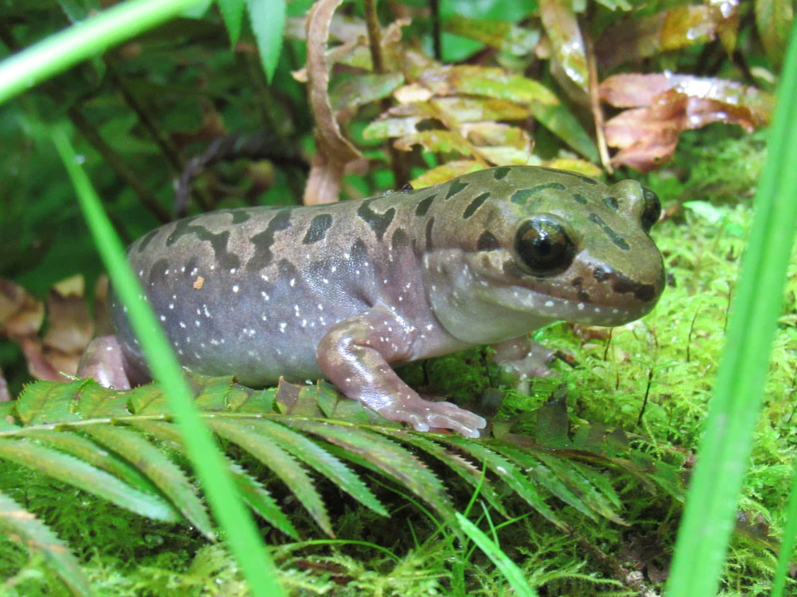Pacific Giant Salamander, damp forest floor, vibrant green moss, HD Desktop Wallpaper