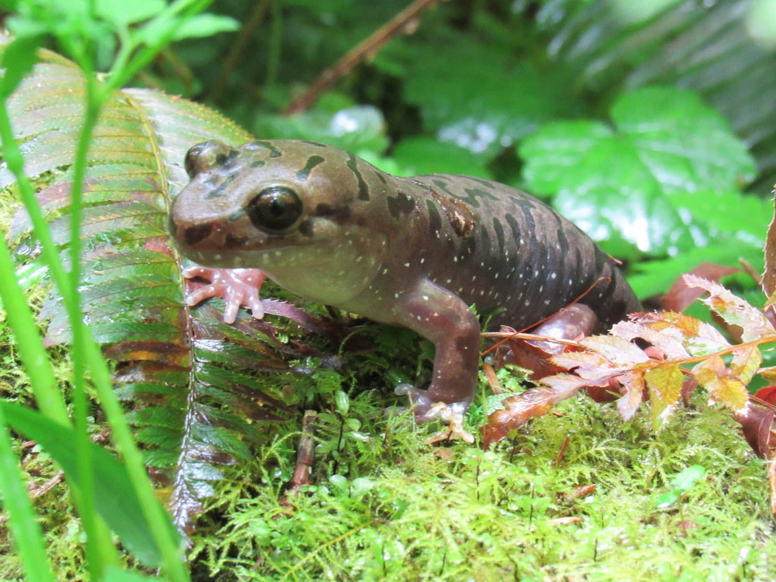 Pacific Giant Salamander, mossy ground, lush ferns, HD Desktop Wallpaper