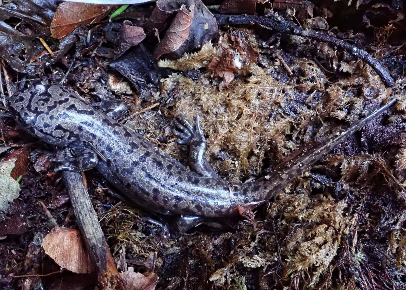 Pacific Giant Salamander, damp moss, decaying leaves, HD Desktop Wallpaper
