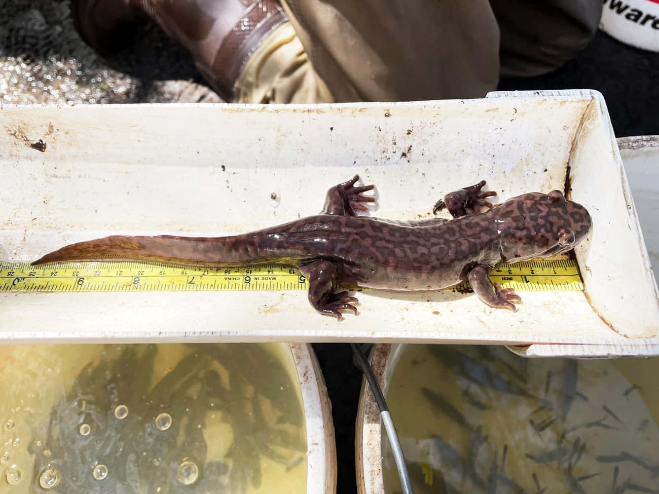 Giant Salamander, yellow measuring tape, white plastic tray, HD Desktop Wallpaper