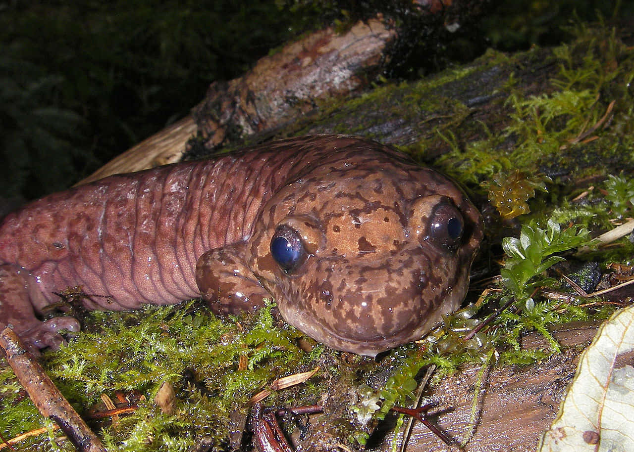 Pacific Giant Salamander, brown spotted, blue eyes, HD Desktop Wallpaper