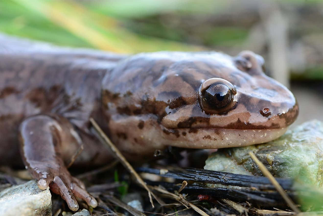 Pacific Giant Salamander, brown spotted, mossy rock, HD Desktop Wallpaper