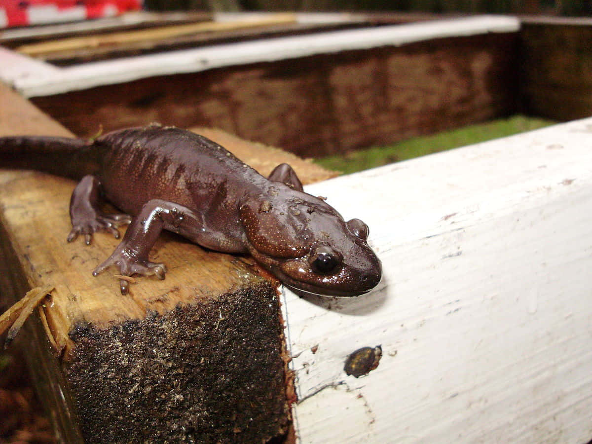 Pacific Giant Salamander, wooden beam, weathered wooden beam, SD Desktop Wallpaper