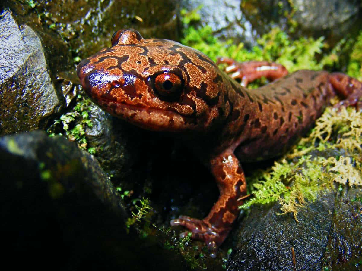 Pacific Giant Salamander, brown spotted, red eyes, SD Desktop Wallpaper